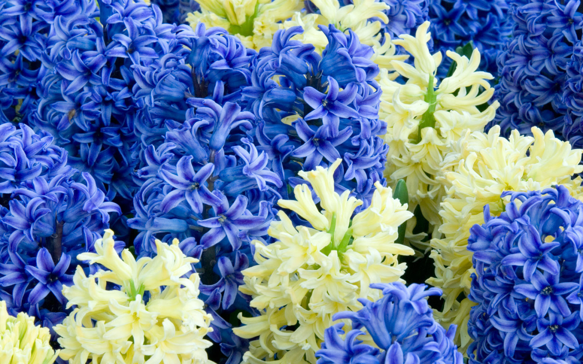 Hyacinth HD wallpaper, Floral masterpiece, Nature's beauty, Serene backdrop, 1920x1200 HD Desktop