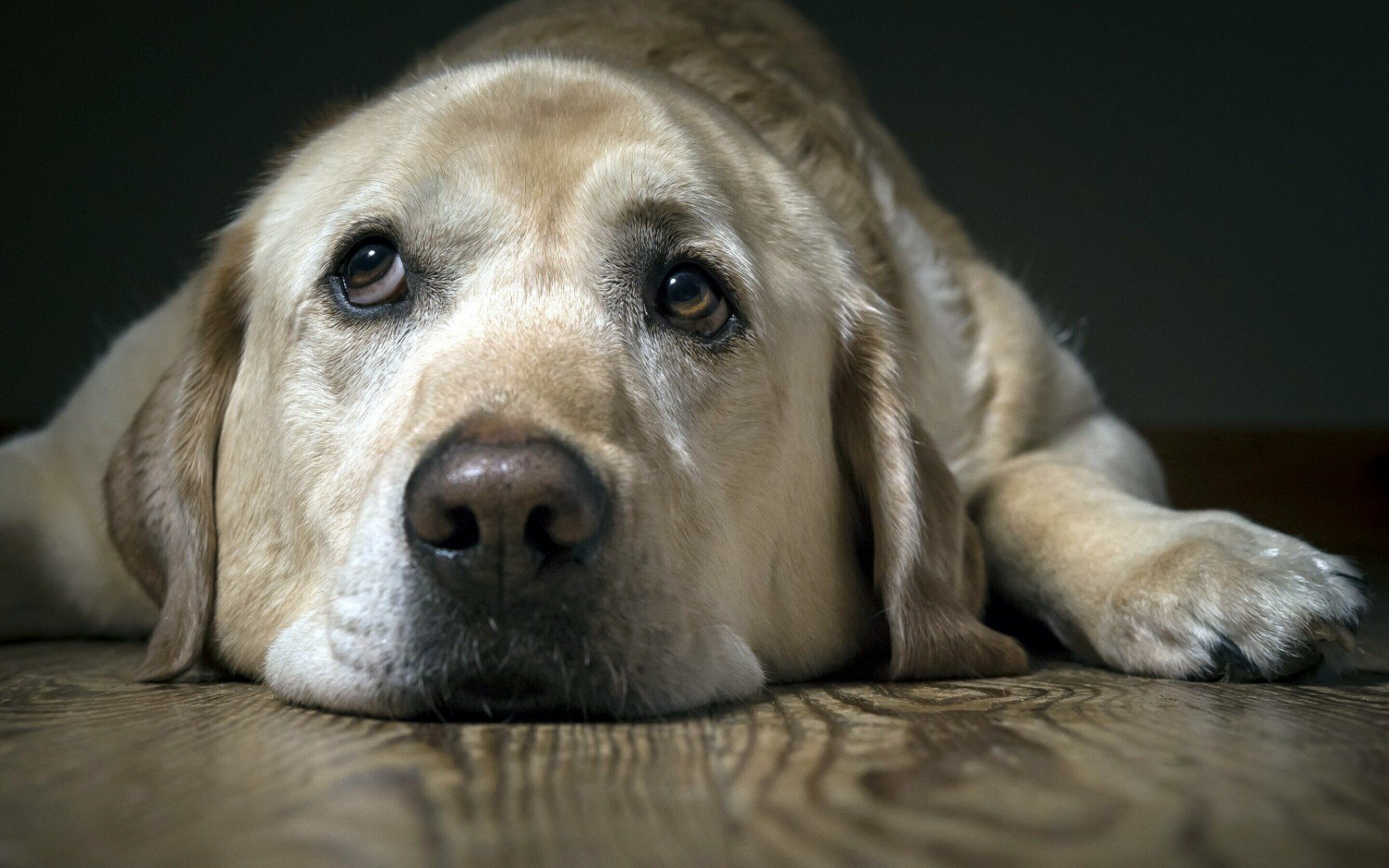 Labrador Retriever: Can be trained as a guide or assistance dog. 2880x1800 HD Background.