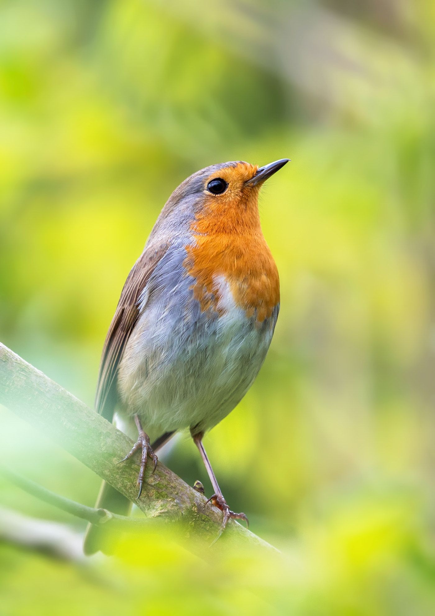 Little robin bird, Forest dwellers, Serene beauty, Chirping melodies, 1400x1980 HD Handy