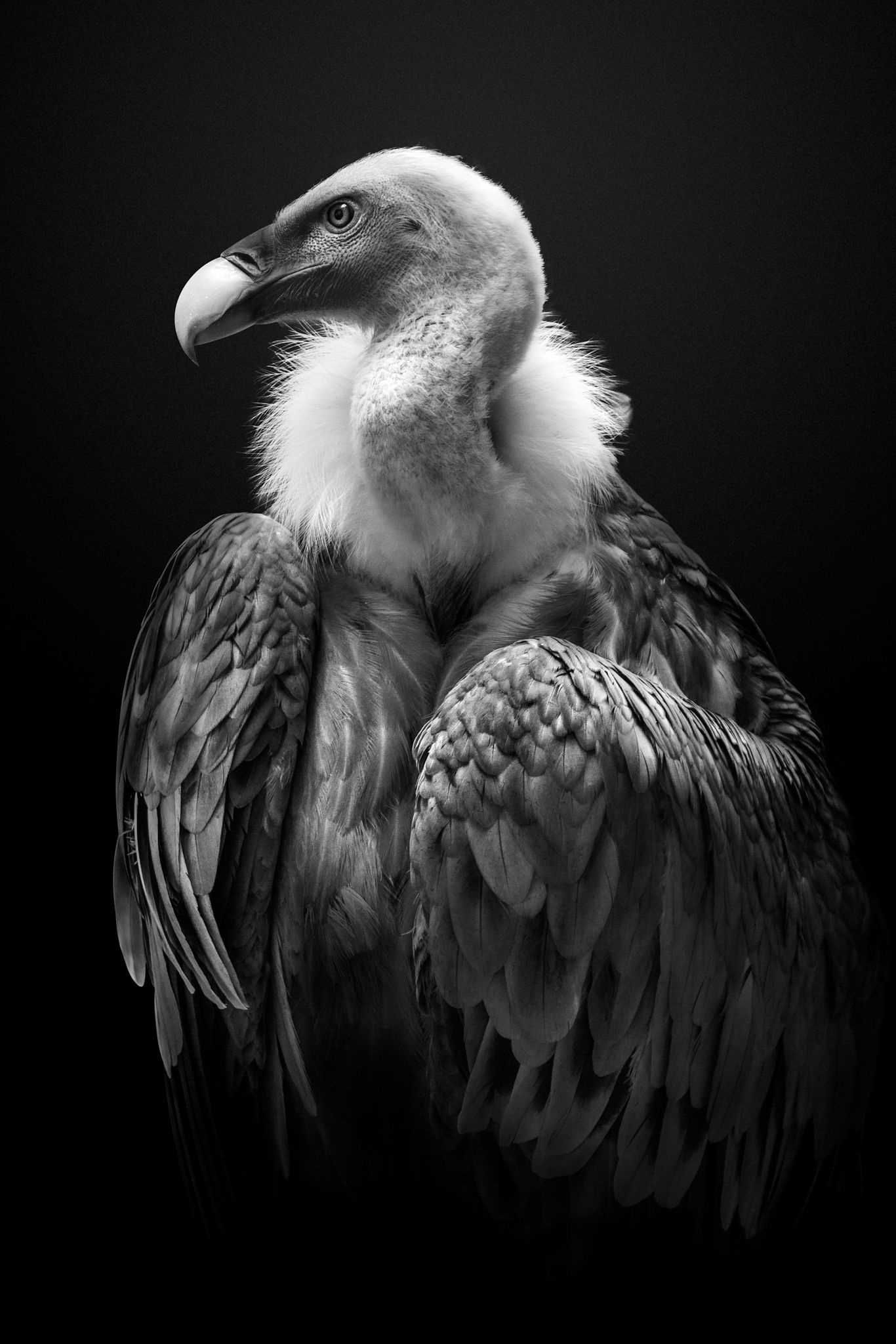 Griffon (Bird): The Indian vulture, A medium-sized and bulky bird, South and Central India. 1370x2050 HD Background.