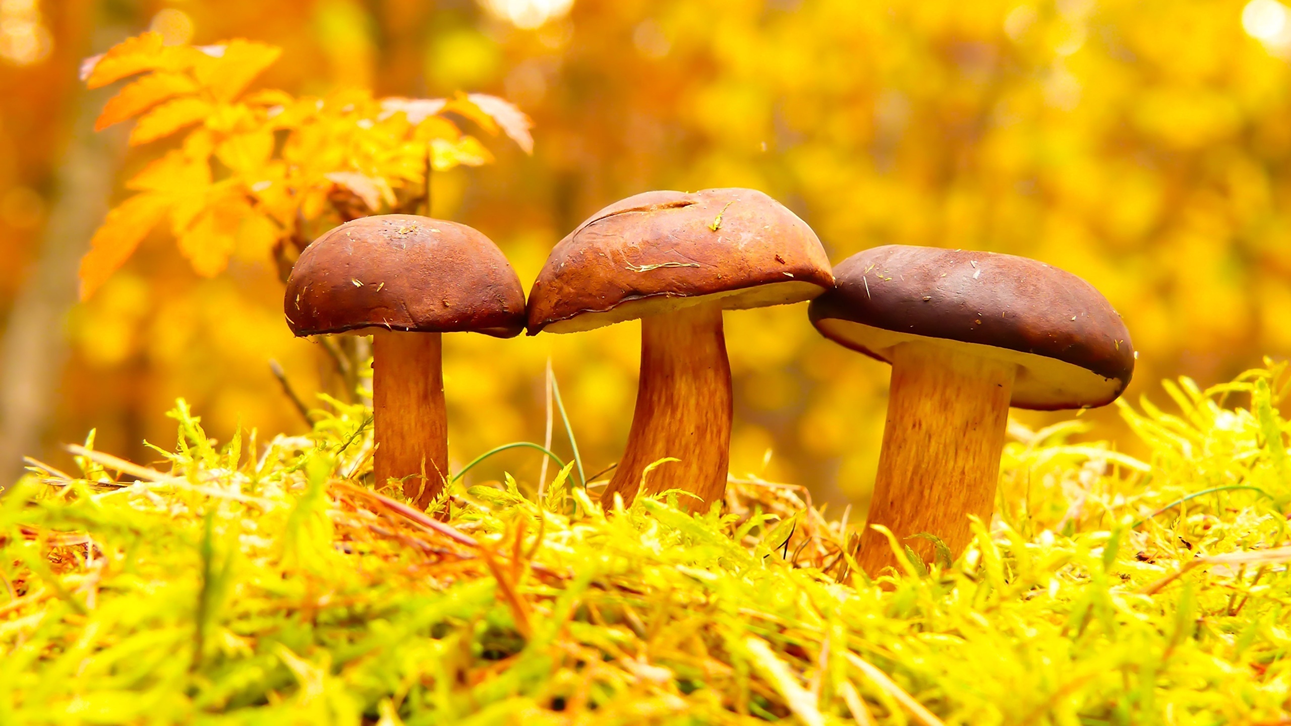 Macro photography, Captivating textures, Mushrooms up close, Tiny natural marvels, 2560x1440 HD Desktop
