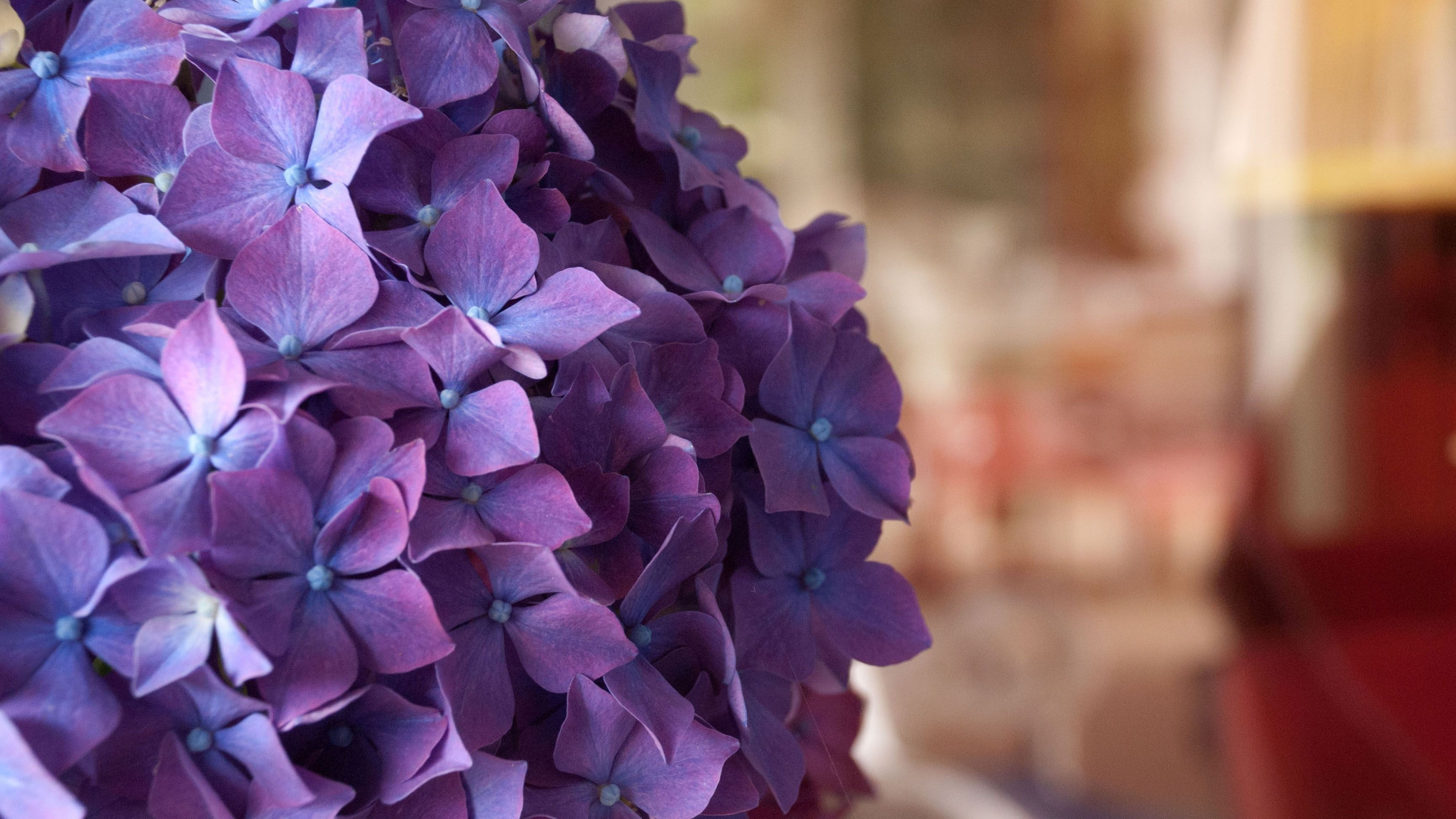 Purple hydrangea, Nature's beauty, Floral elegance, Vibrant colors, 3840x2160 4K Desktop
