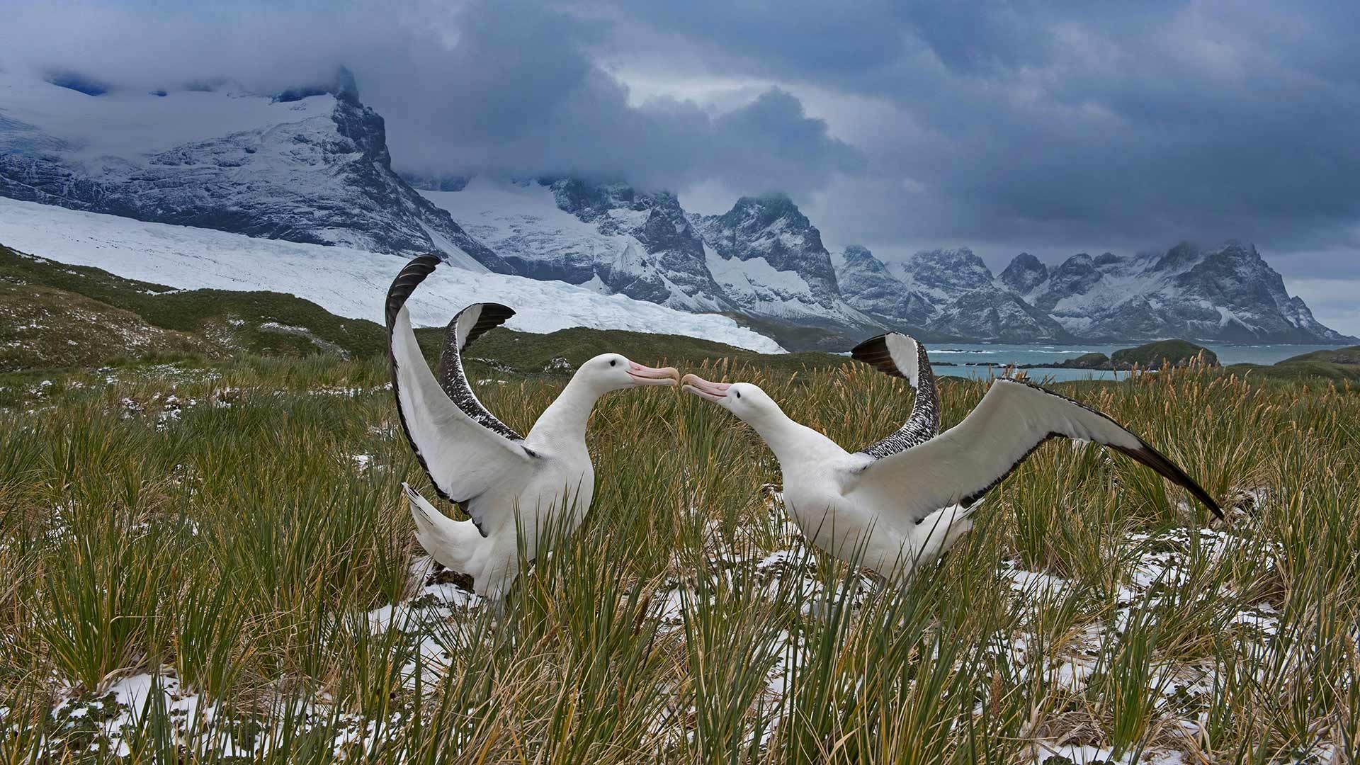 Flocking albatrosses, Antarctic spectacle, Majestic marine birds, Wallpaper beauty, 1920x1080 Full HD Desktop