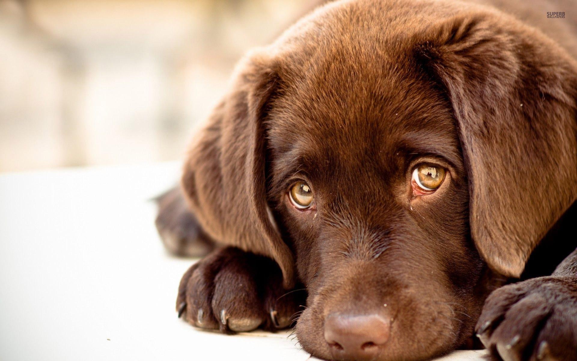 Labs wallpapers, Popular choice, Stunning backgrounds, Canine beauty, 1920x1200 HD Desktop