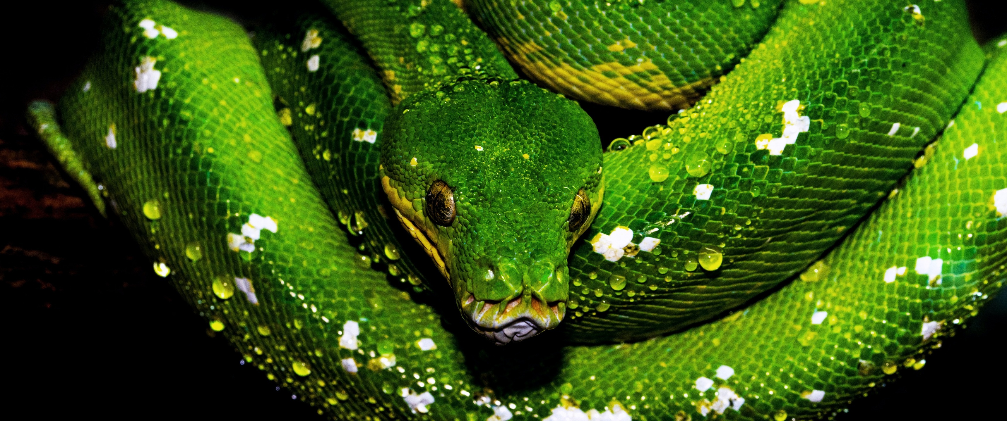 Tree python wallpaper, 4K resolution, Green snake, Water drops, 3440x1440 Dual Screen Desktop