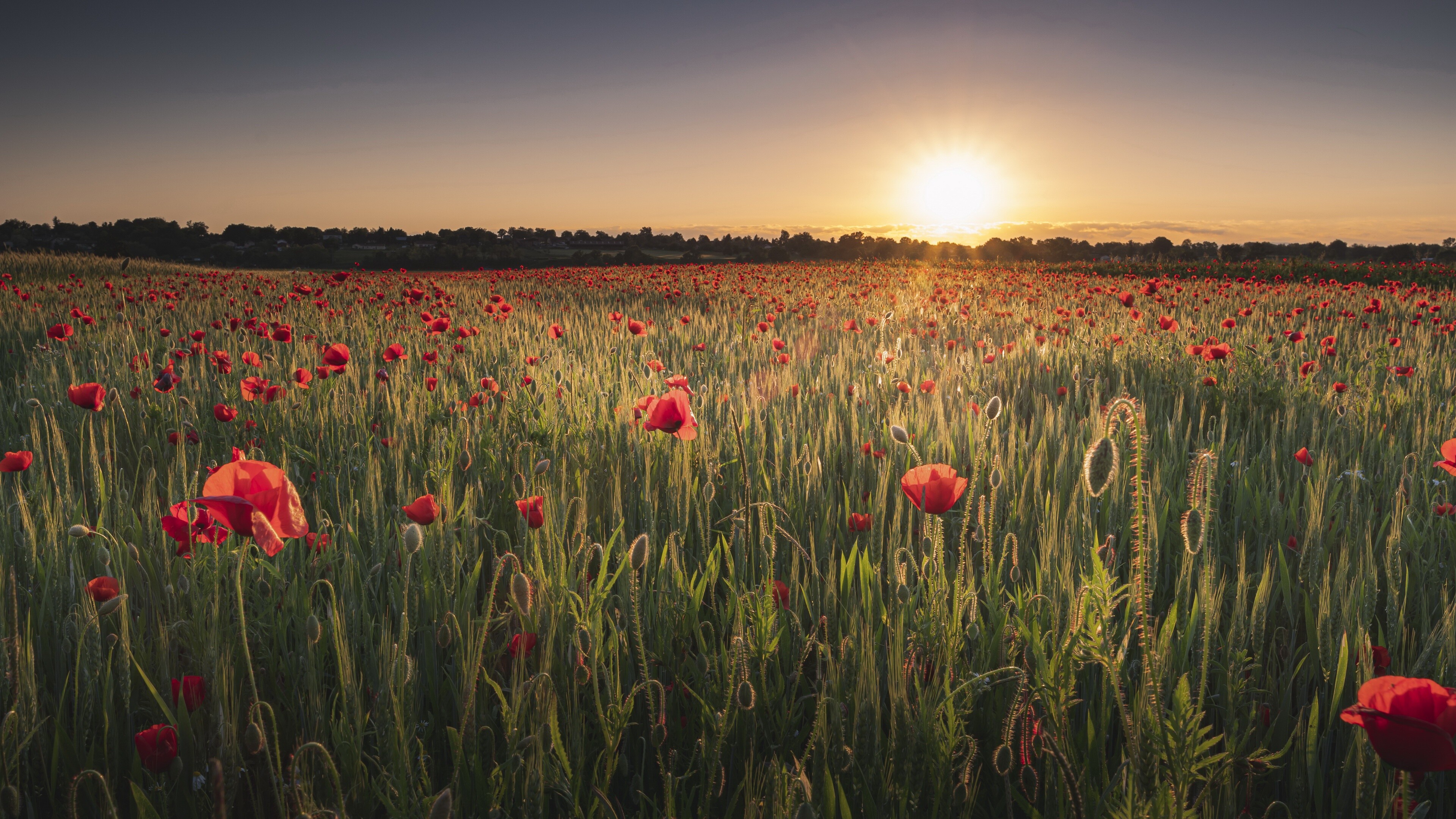 Poppy Flower: In the temperate zones, poppies bloom from spring into early summer. 3840x2160 4K Wallpaper.