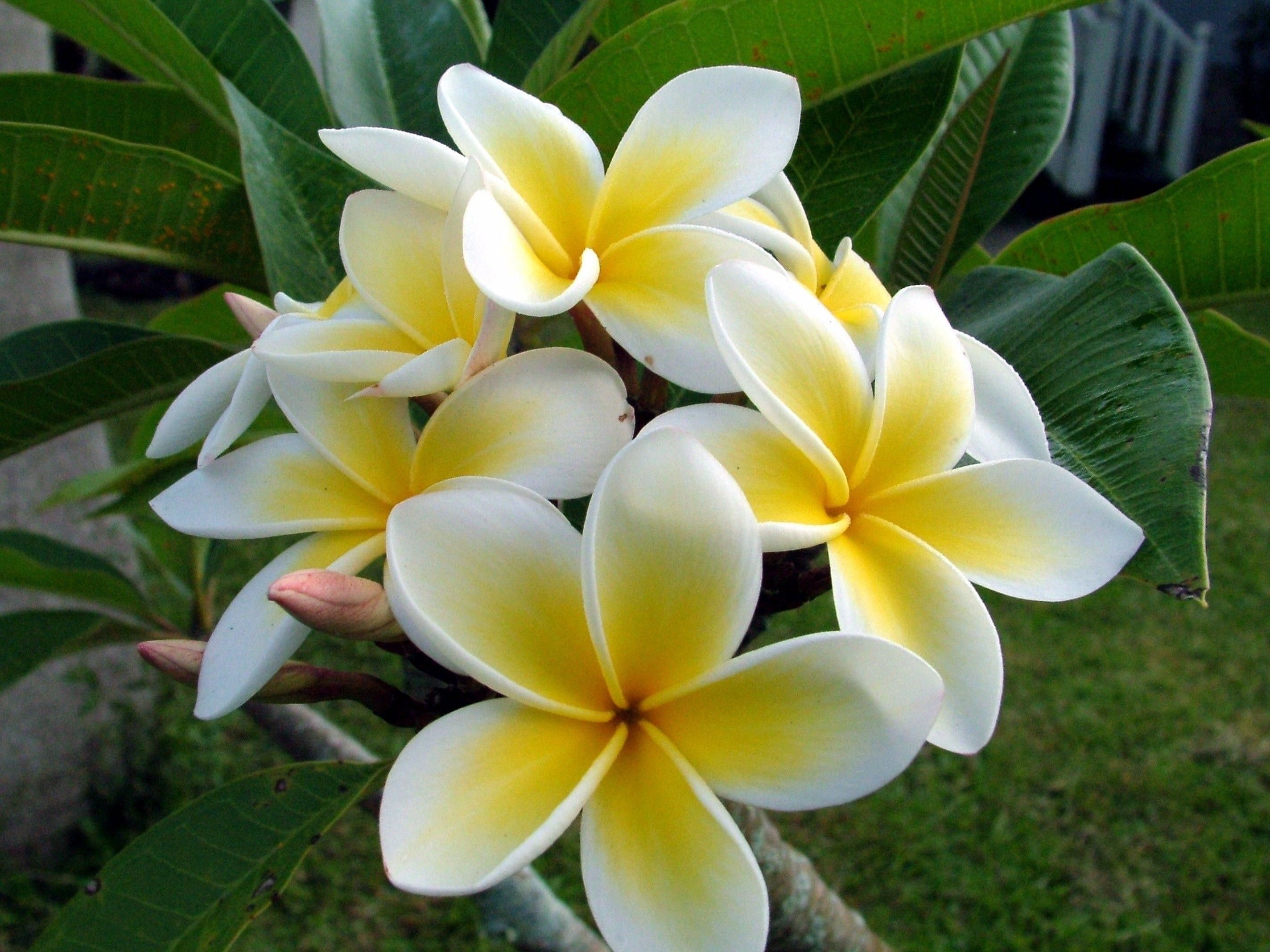 Hawaiian flowers, Tropical paradise, Exotic blooms, Floral splendor, 2850x2140 HD Desktop