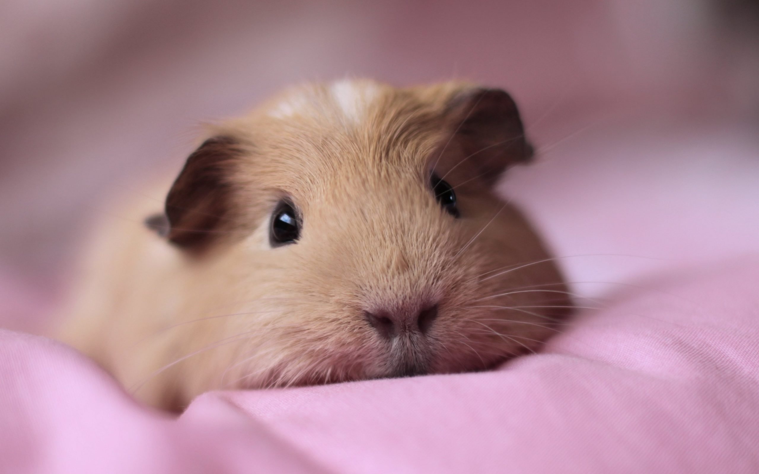 Guinea Pig, Cremation and collection, Loving memorials, Forever in our hearts, 2560x1600 HD Desktop