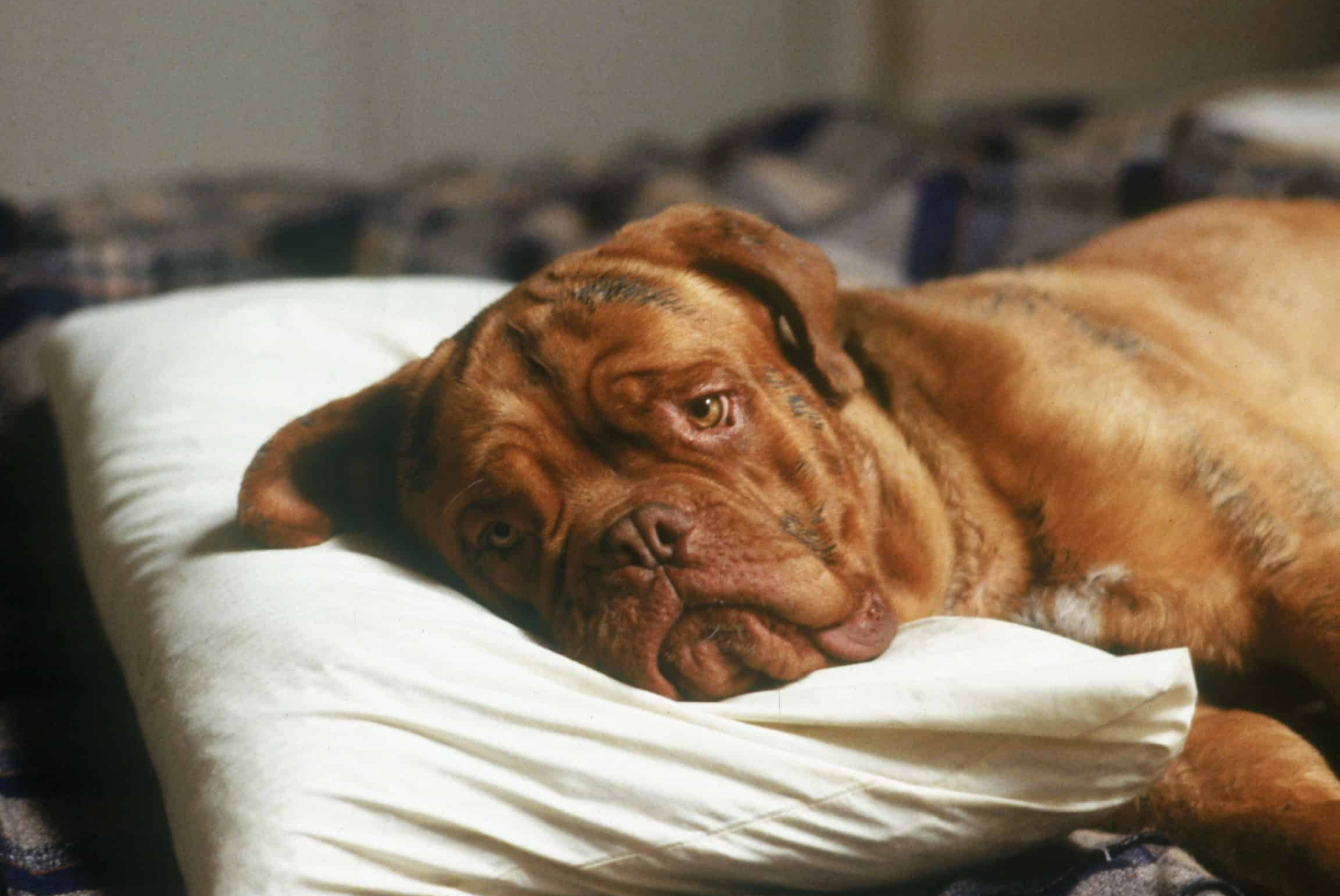 Turner and Hooch: Beasley the Dog, a Dogue de Bordeaux, one of the most ancient French breeds. 2560x1720 HD Wallpaper.
