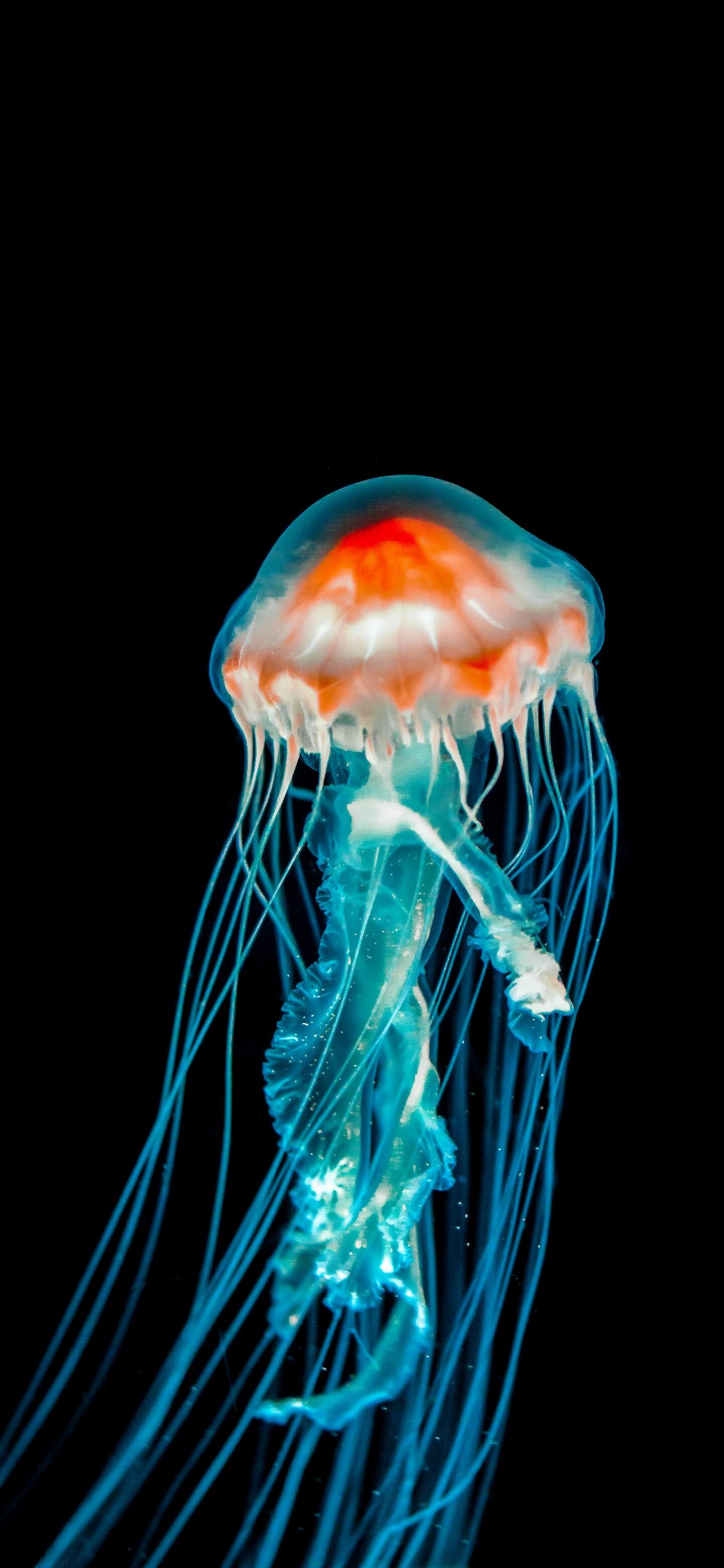 Glowing Jellyfish: Sea jelly, A nearly transparent saucer-shaped body, Extensible marginal tentacles studded with stinging cells. 1440x3120 HD Wallpaper.