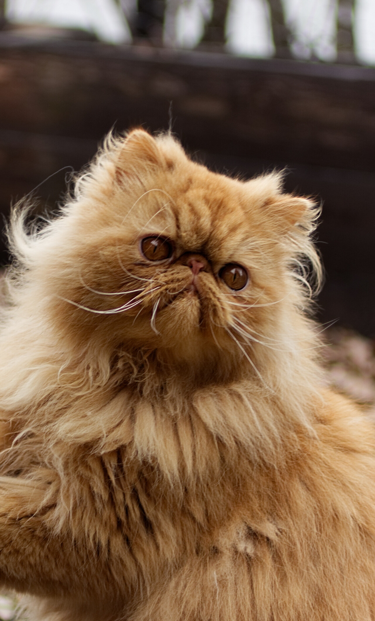Persian Cat: Best known for its flat face, big eyes, and long, luxurious coat. 1280x2120 HD Wallpaper.