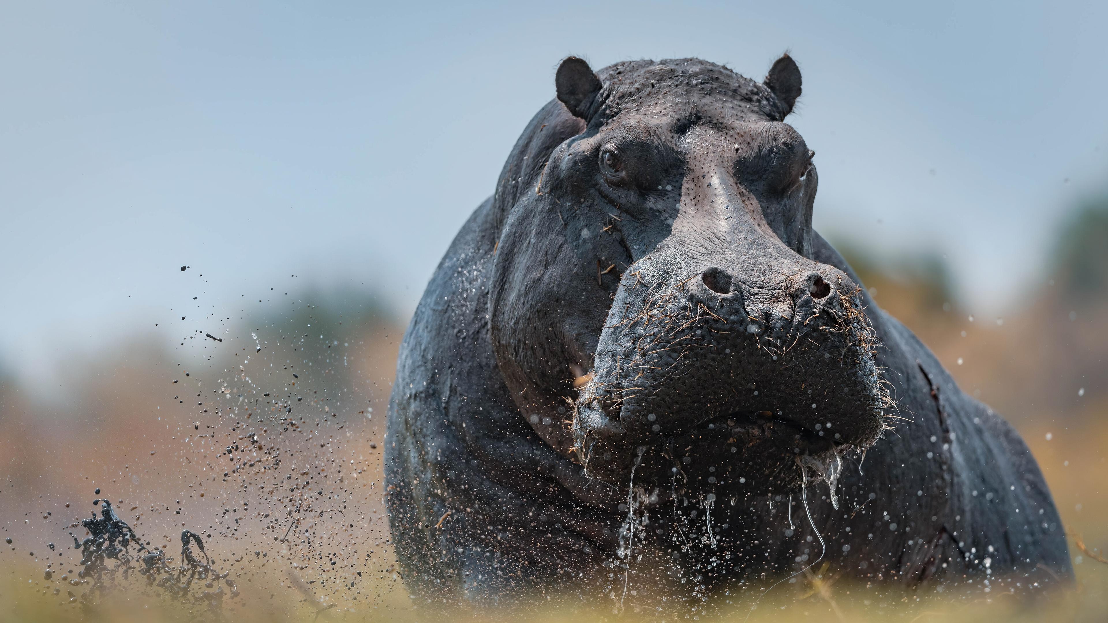 Hippo 4K ultra HD wallpaper, Breathtaking image, High-definition background, Wildlife beauty, 3840x2160 4K Desktop