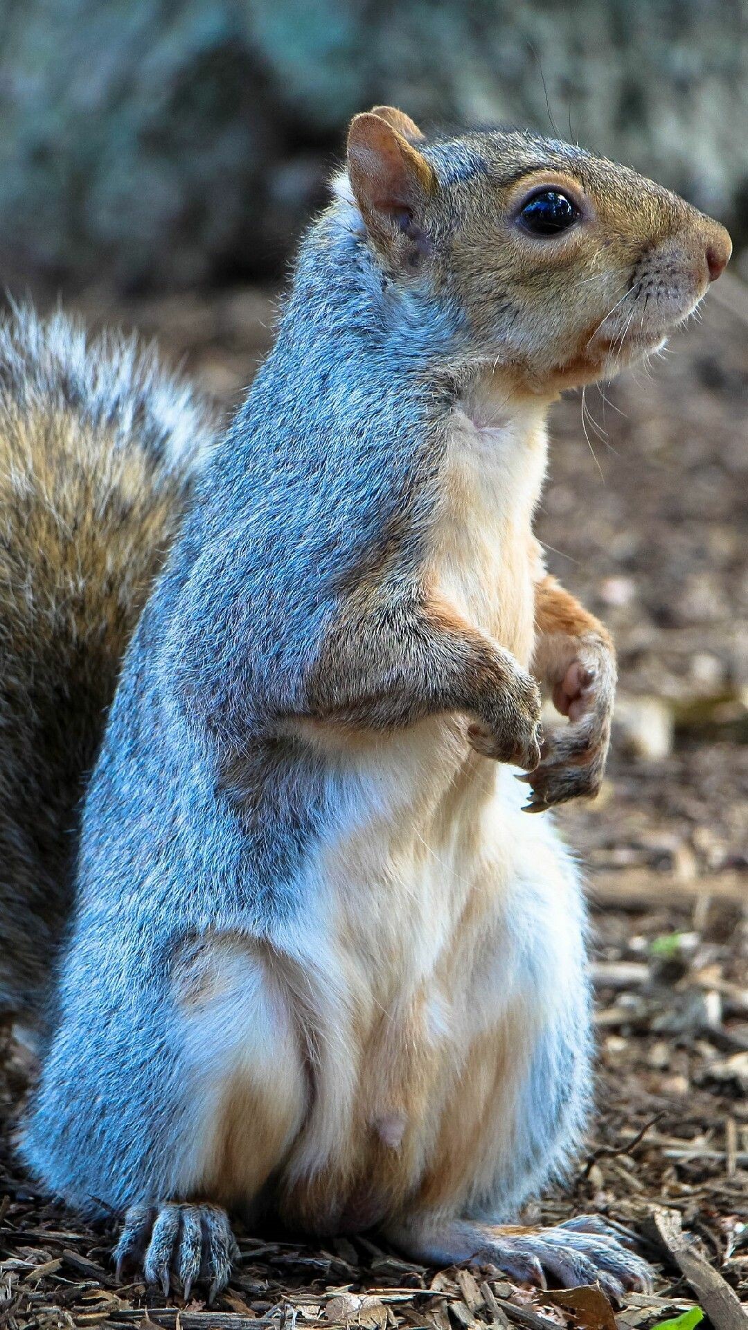 Squirrel: Sciurus carolinensis, Sciuridae, Rodents living in trees. 1080x1920 Full HD Background.