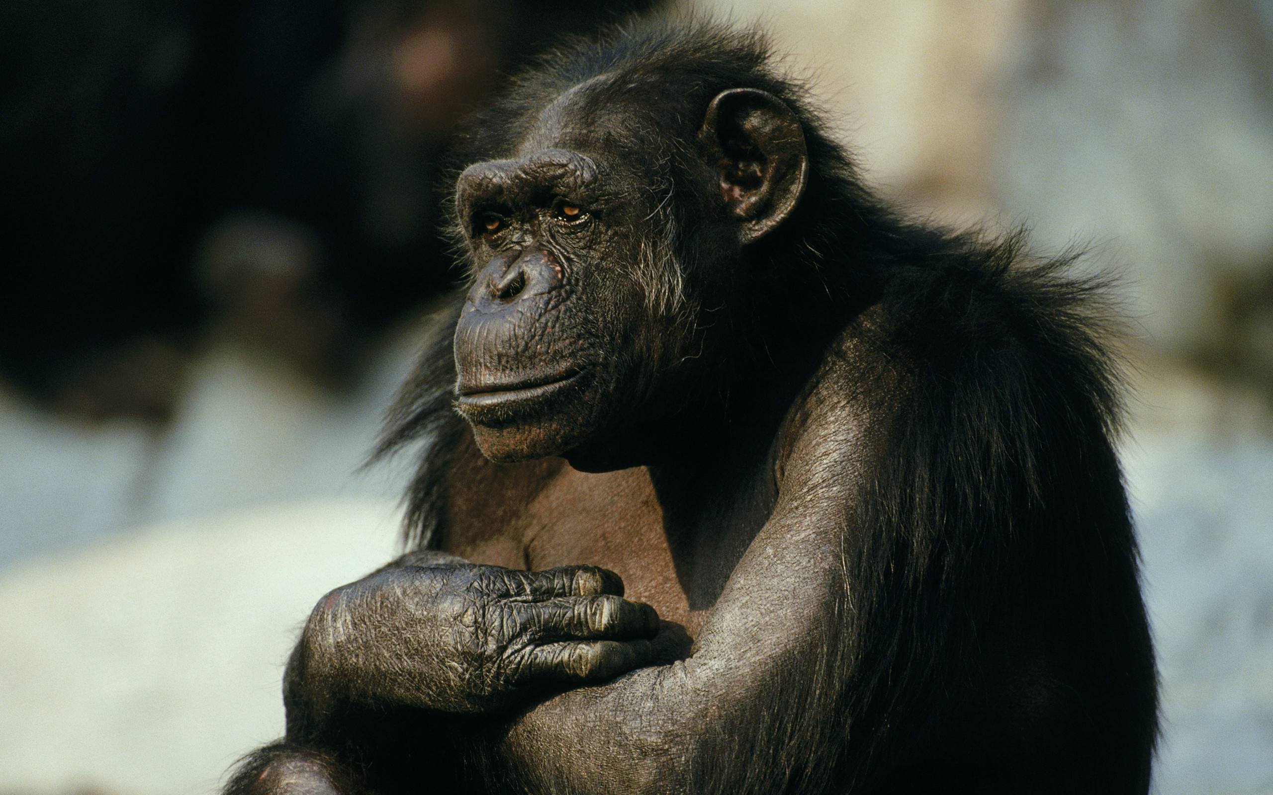 Monkey wallpaper, Playful monkeys, Primate social behavior, Tree-dwelling creatures, 2560x1600 HD Desktop