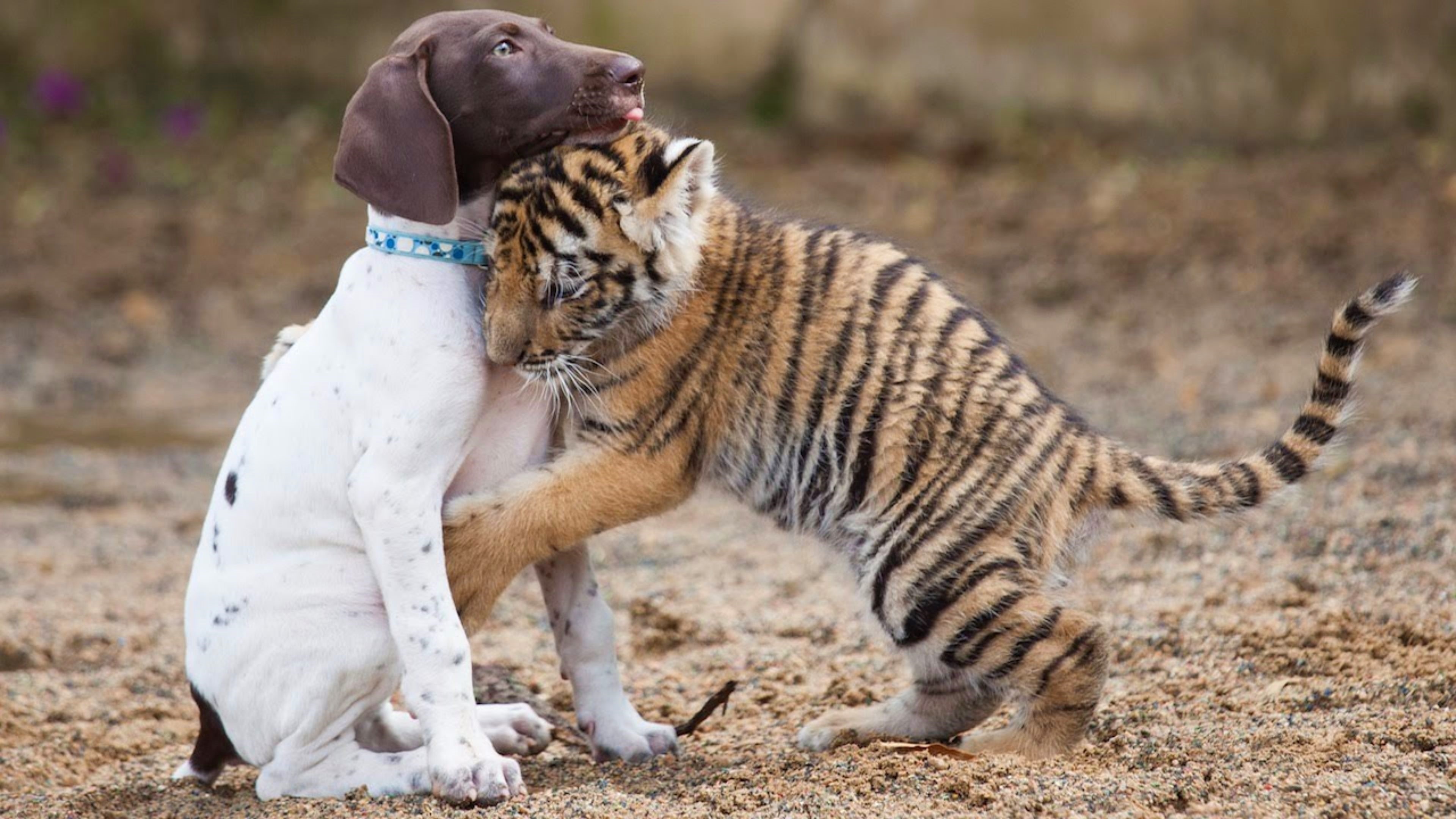 Cute dog hug, Loving bond, Tiger wallpaper, Heartwarming image, 3840x2160 4K Desktop
