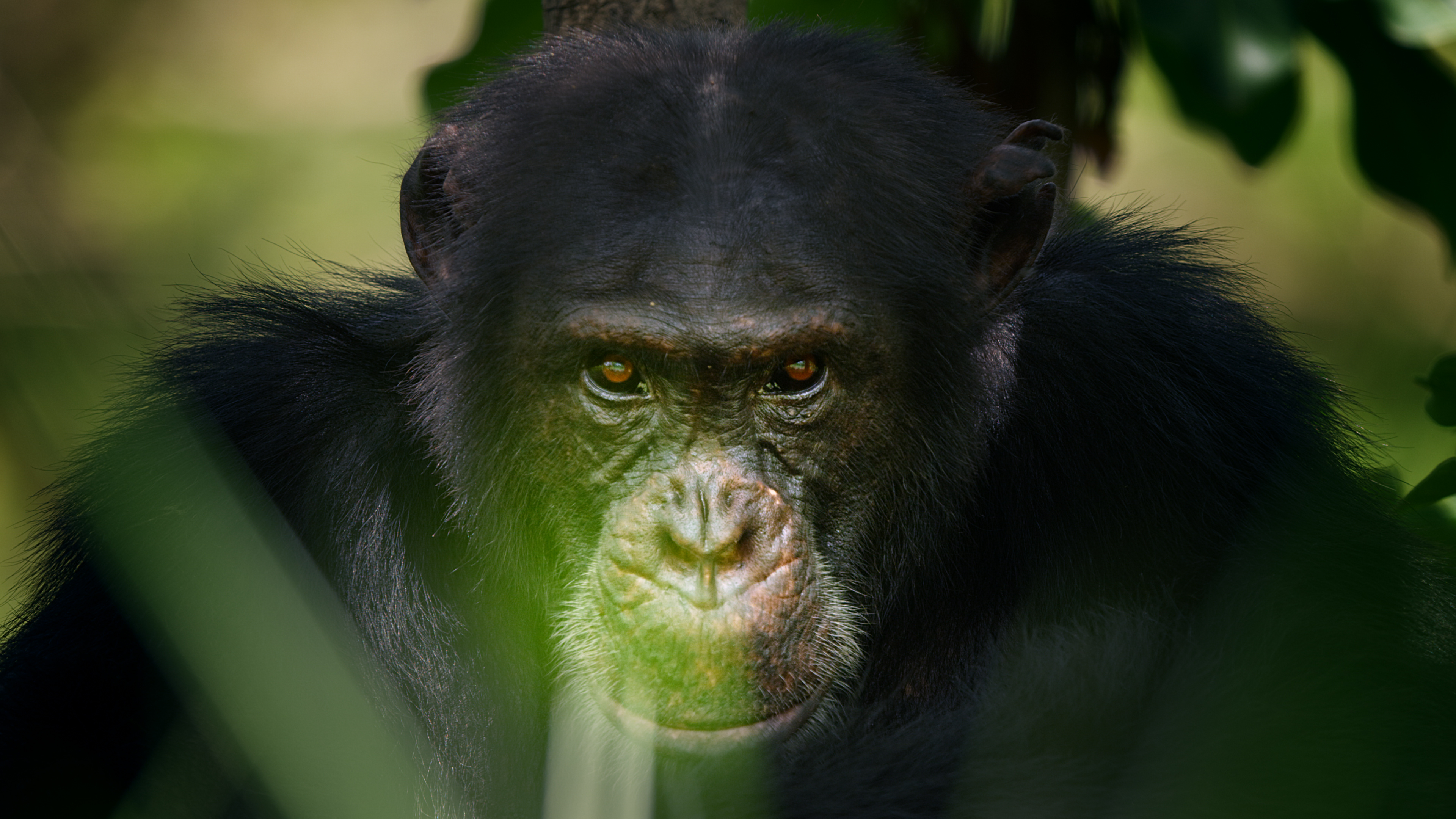 Chimpanzee, Dynasties documentary, Alexander Street production, Nature's brilliance, 3840x2160 4K Desktop