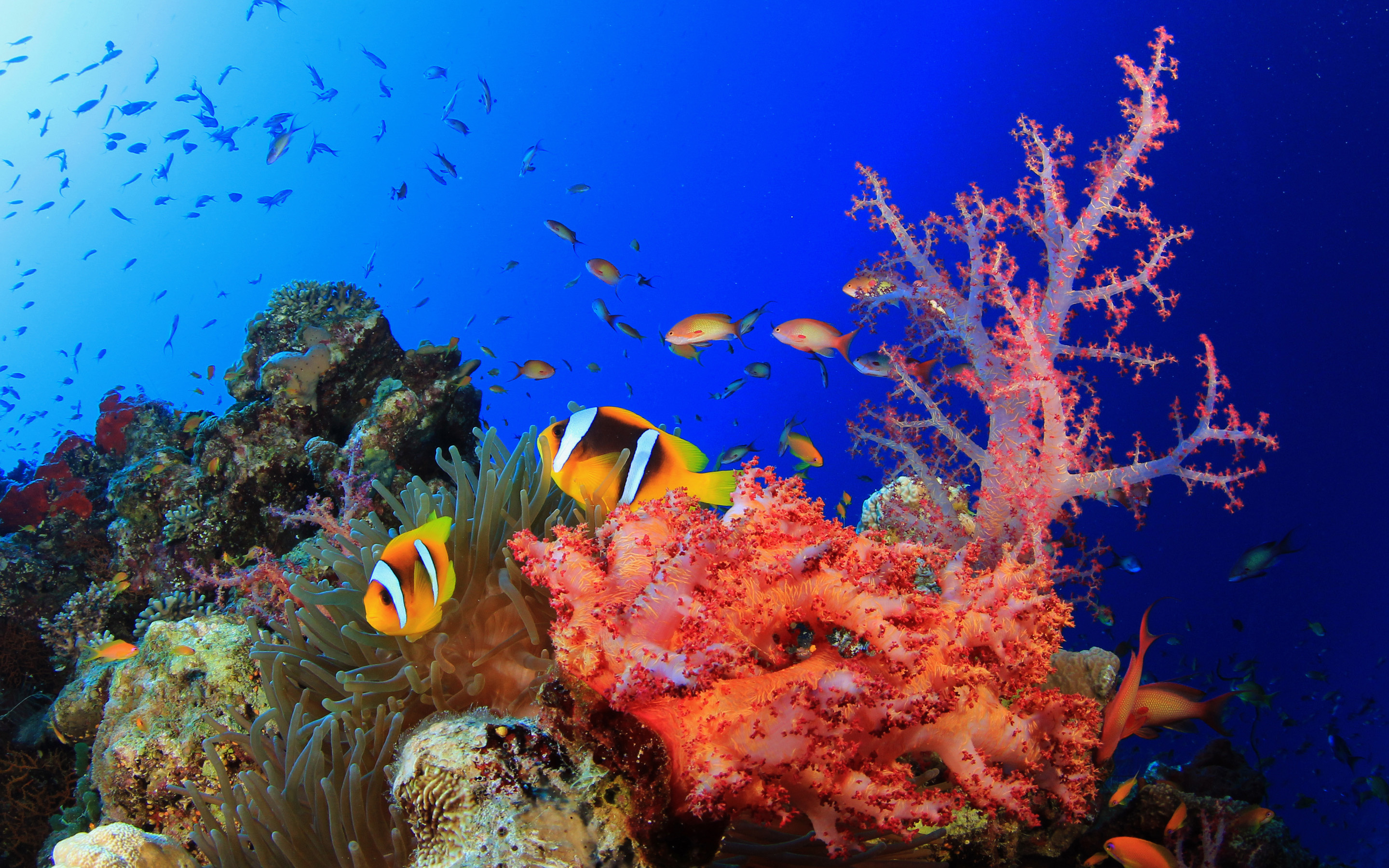 High-definition coral wallpapers, Underwater scenery, Vibrant marine life, Colorful corals, 2880x1800 HD Desktop