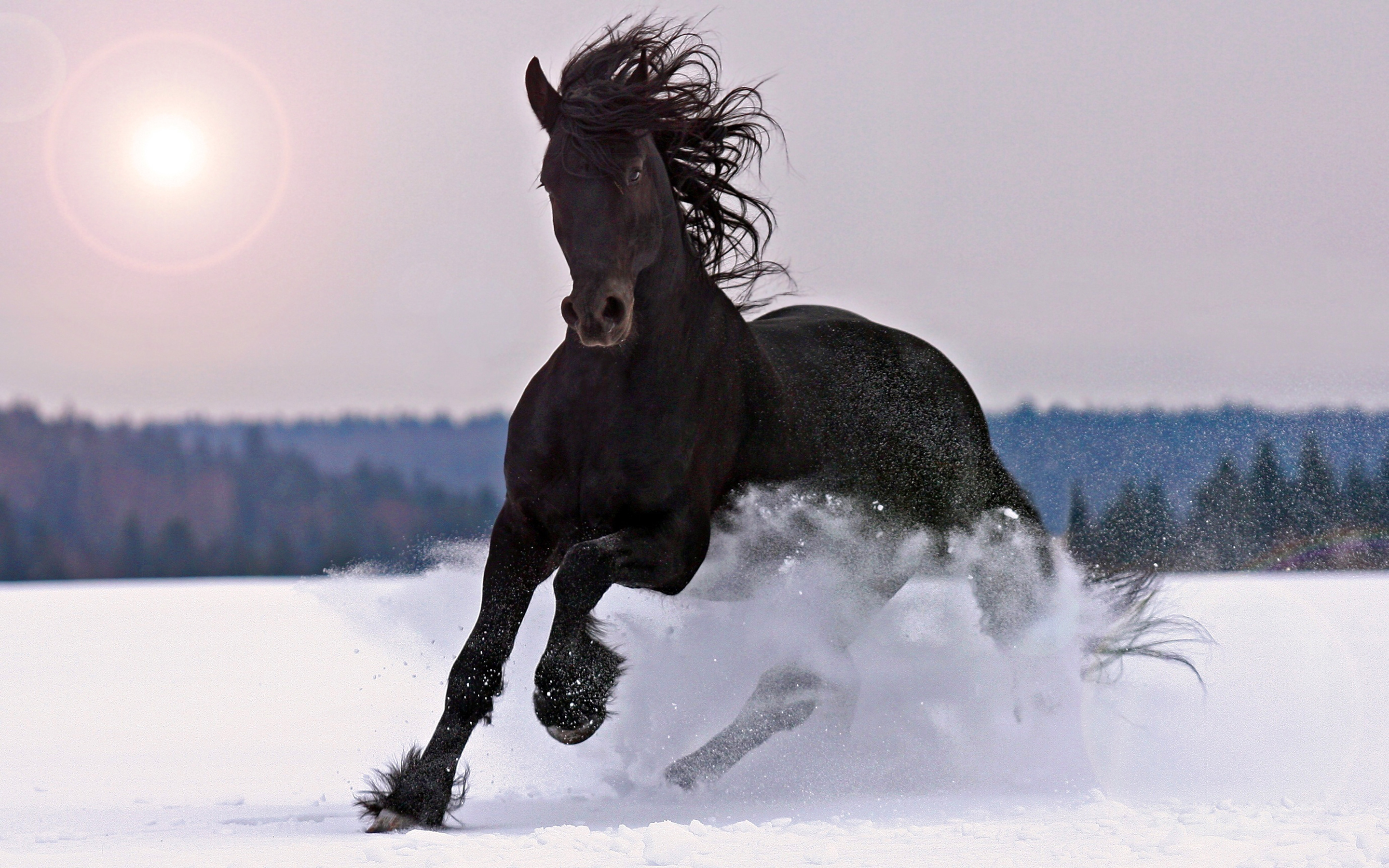 Horses in the snow, Majestic winter scenes, Serene beauty, Equestrian elegance, 2880x1800 HD Desktop