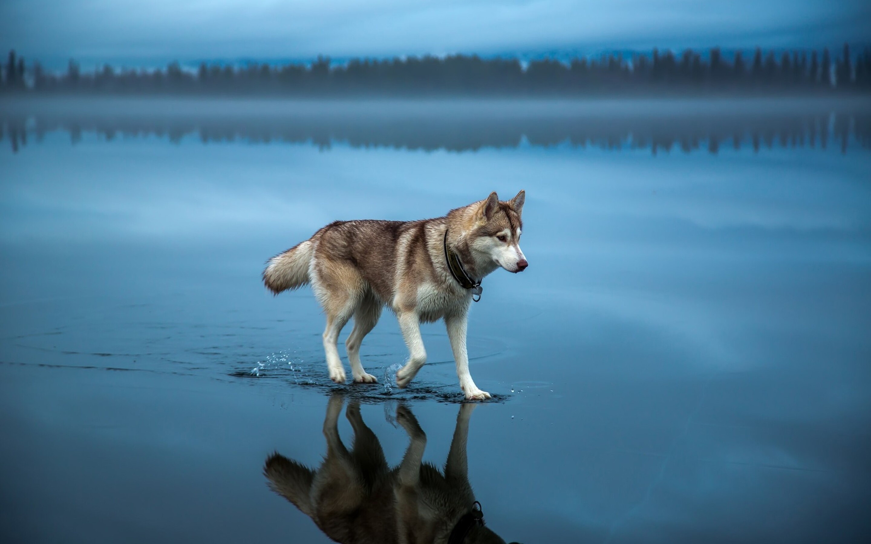 Husky wallpapers, Majestic and wild, Nature's finest, Arctic beauty, 2880x1800 HD Desktop