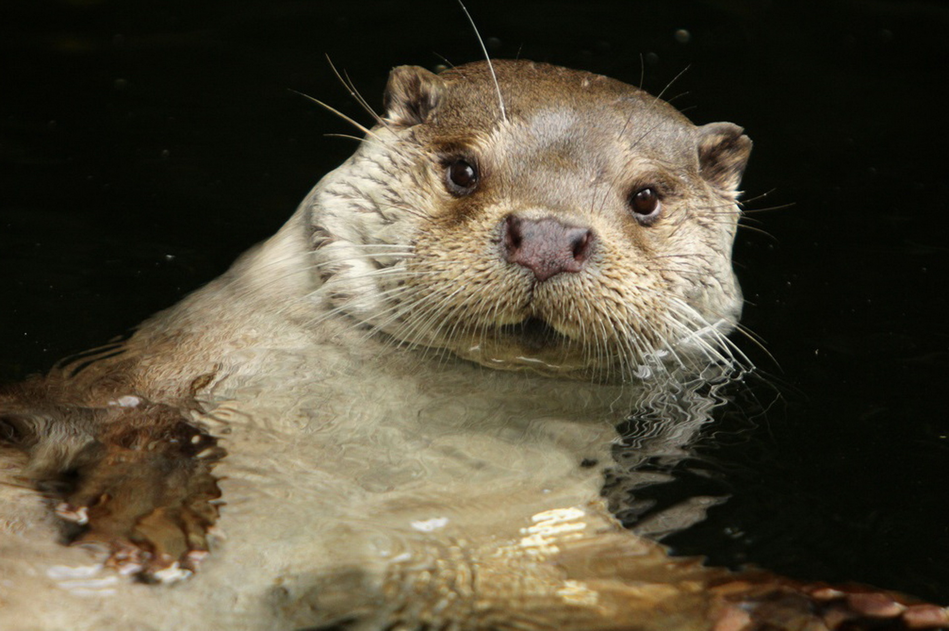 Otter in its habitat, Nature photography, Free download, Wildlife, 1920x1280 HD Desktop