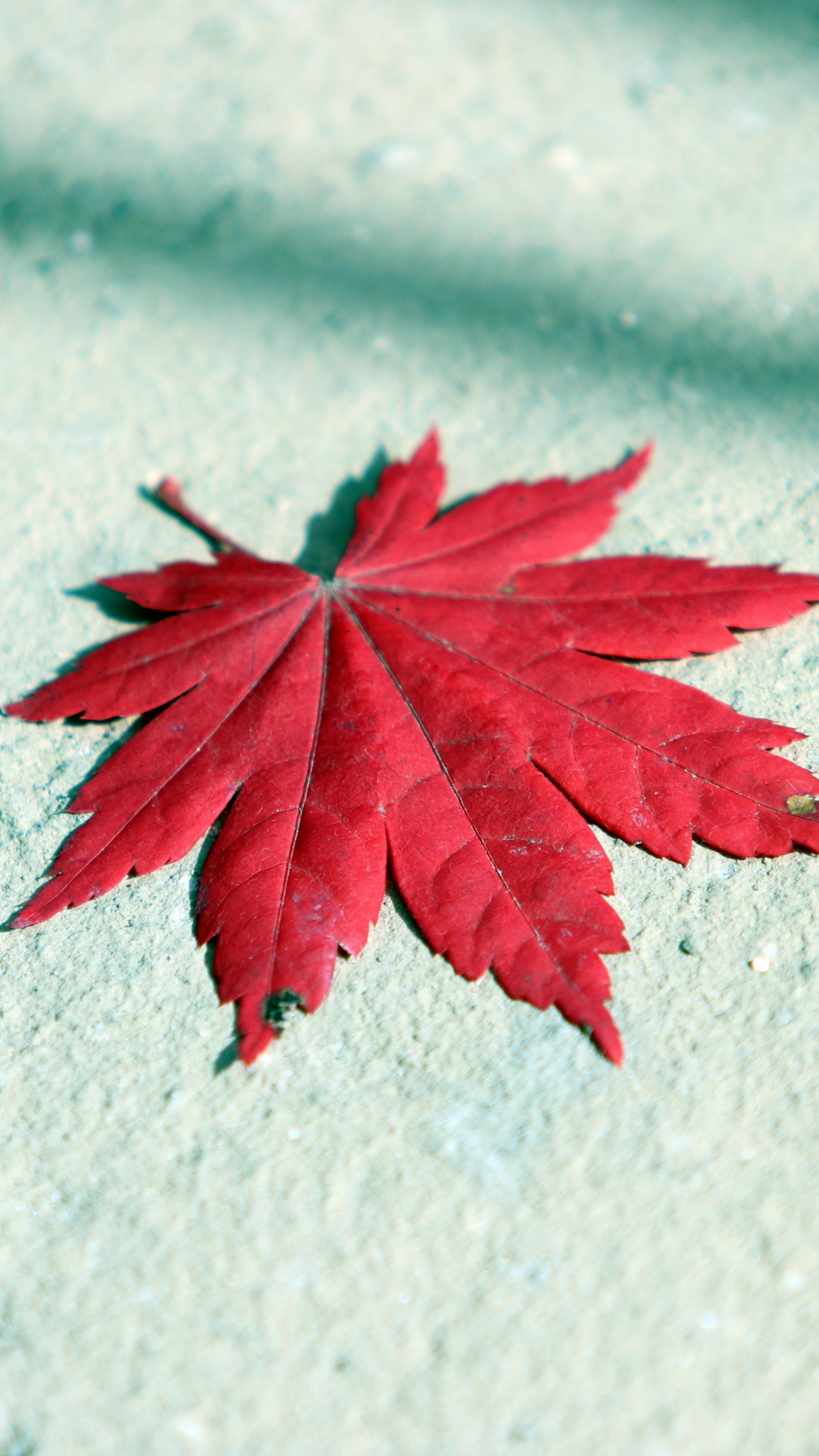 Autumn maple leaf, Red wallpaper, Sony Xperia Z5 Premium dual, Wallpaper perfection, 2160x3840 4K Phone