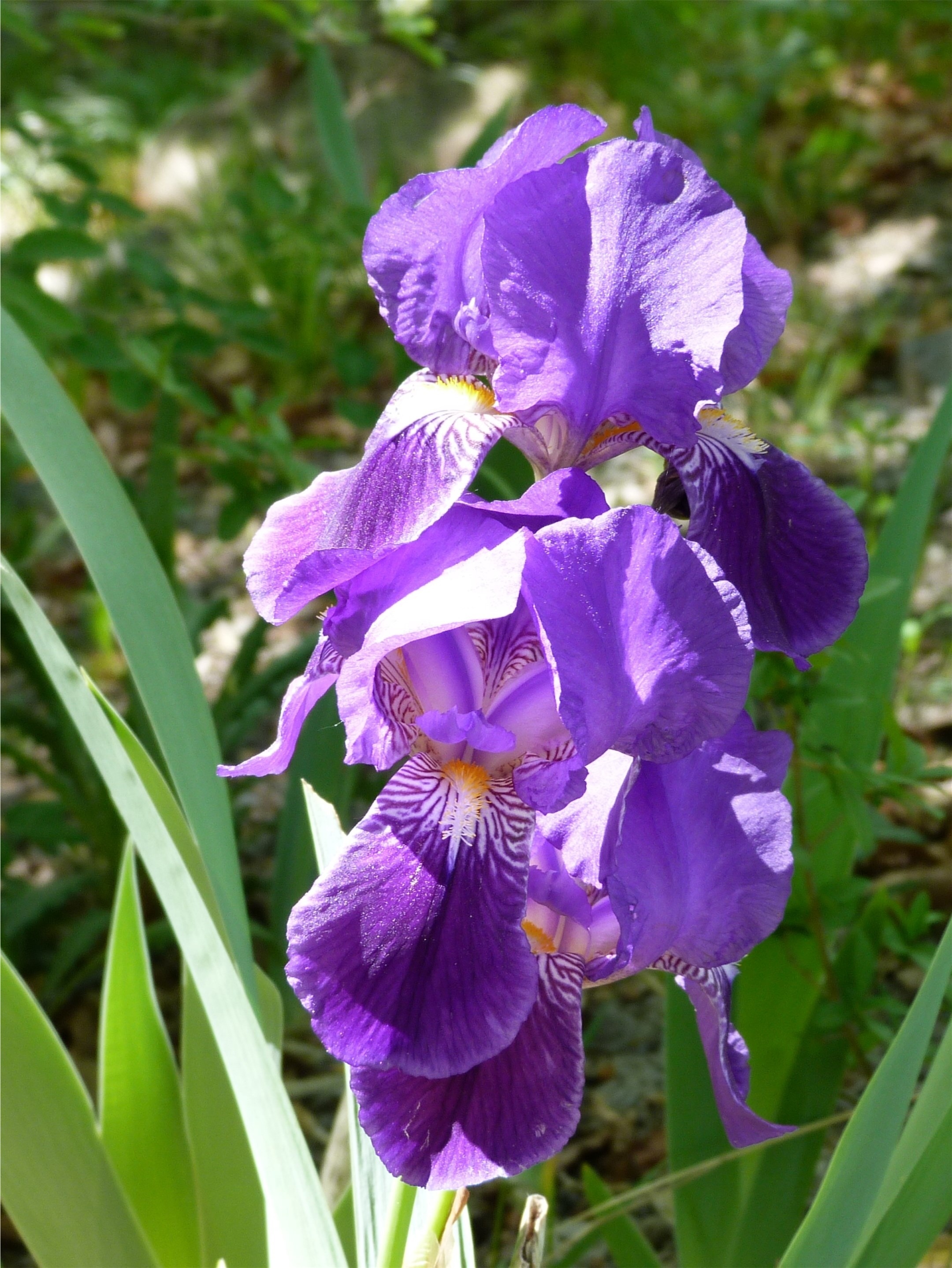 Purple iris, Nature's marvel, Vibrant colors, Stunning petals, 2160x2880 HD Phone