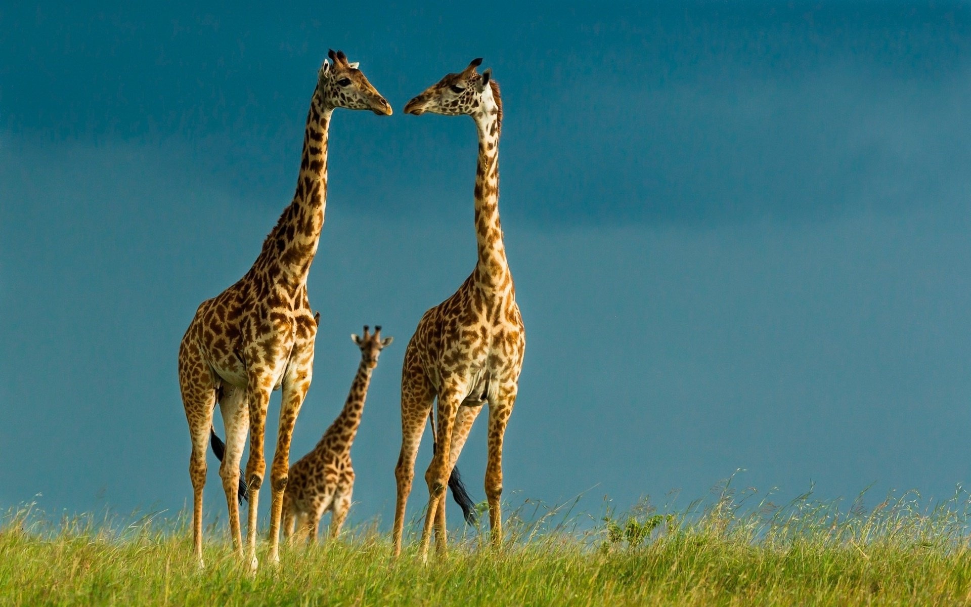 Giraffe: Family, Use their long prehensile tongues to strip leaves from branches. 1920x1200 HD Background.