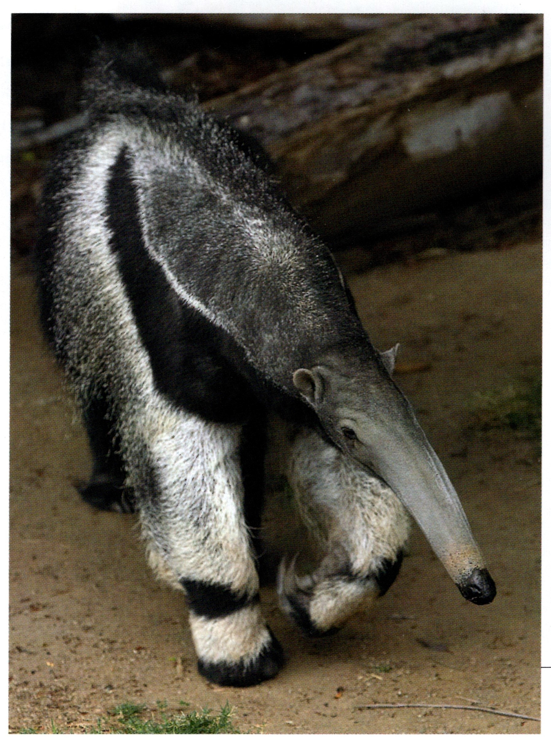 Engineering giant anteater, Creation engineering concepts, Anteater, Giant anteater, 1800x2470 HD Handy