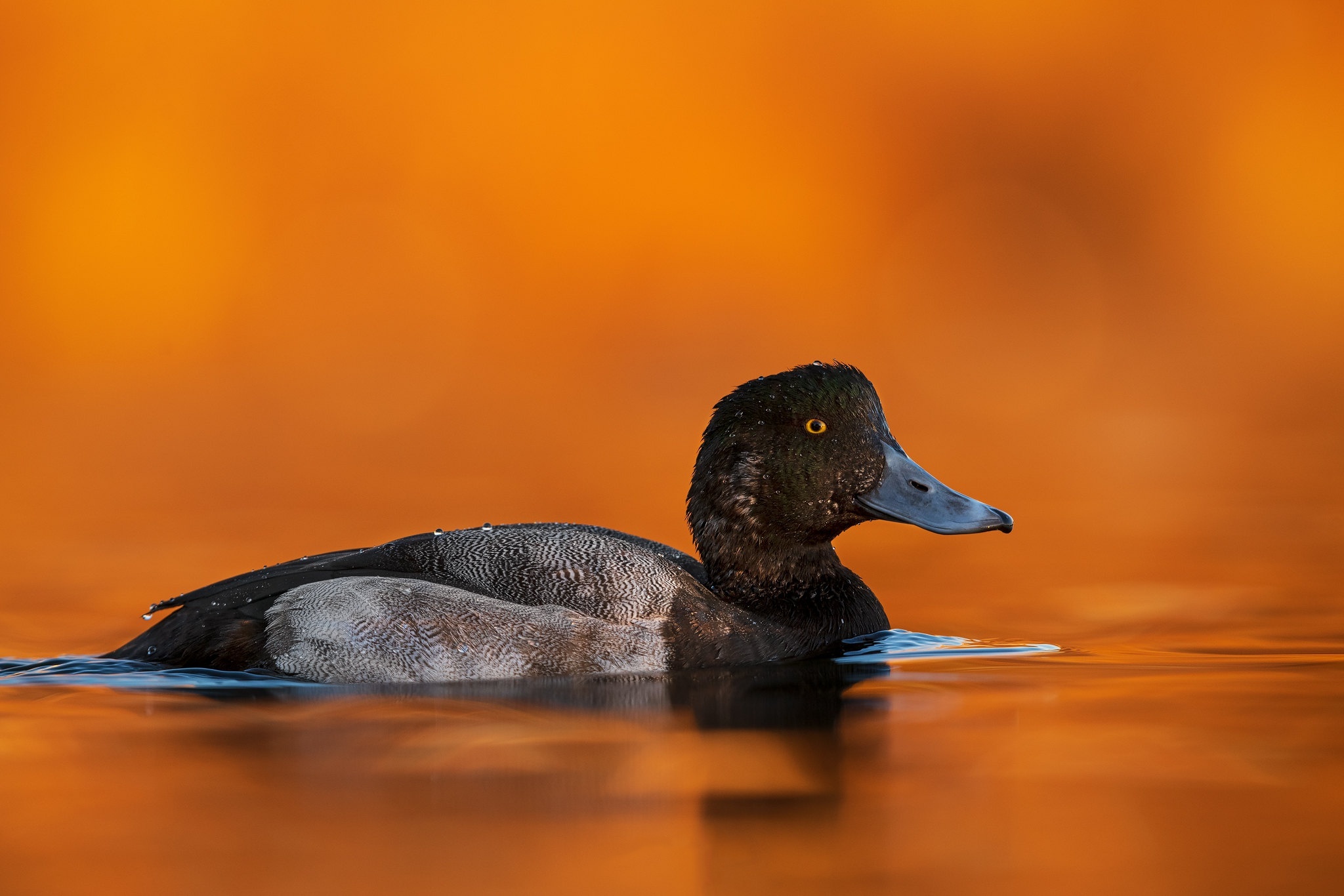 Black and orange background, Duck in pond, Manual resizing, Serene swimming, 2050x1370 HD Desktop
