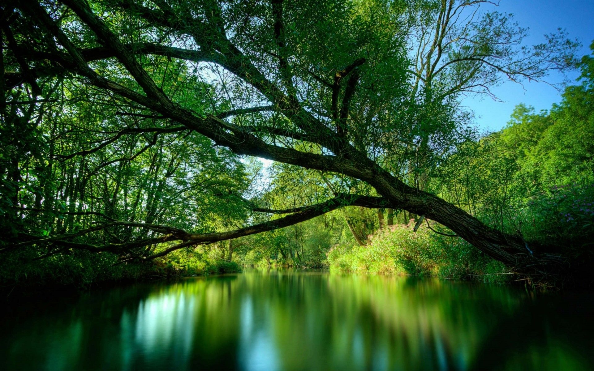 Willow tree wallpapers, Nature's elegance, Serene beauty, Enchanting atmosphere, 1920x1200 HD Desktop