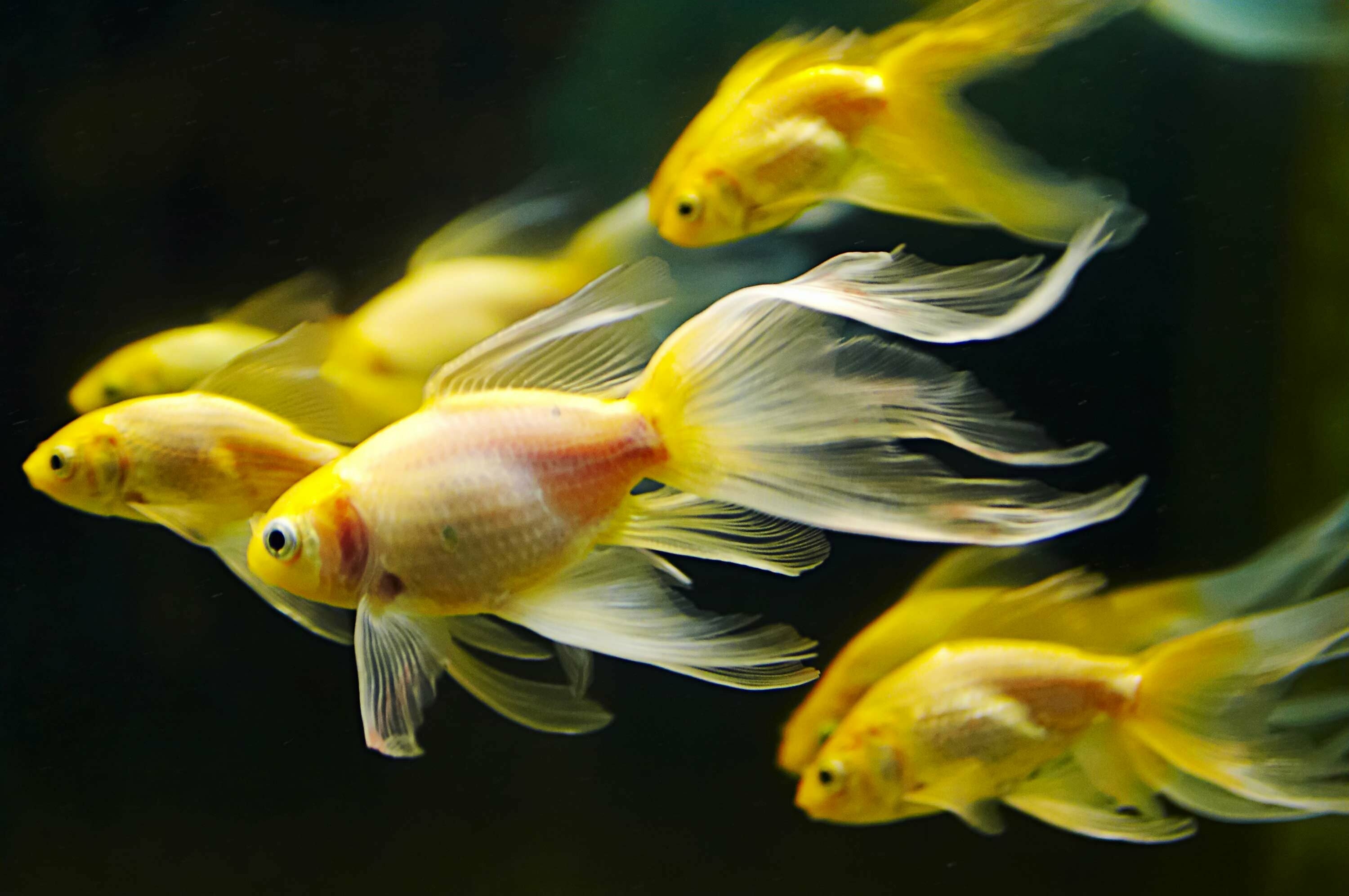 Fish: Goldfish, Aquatic species, Can deal with temperature fluctuations, changes in pH, cloudy water. 3000x2000 HD Wallpaper.