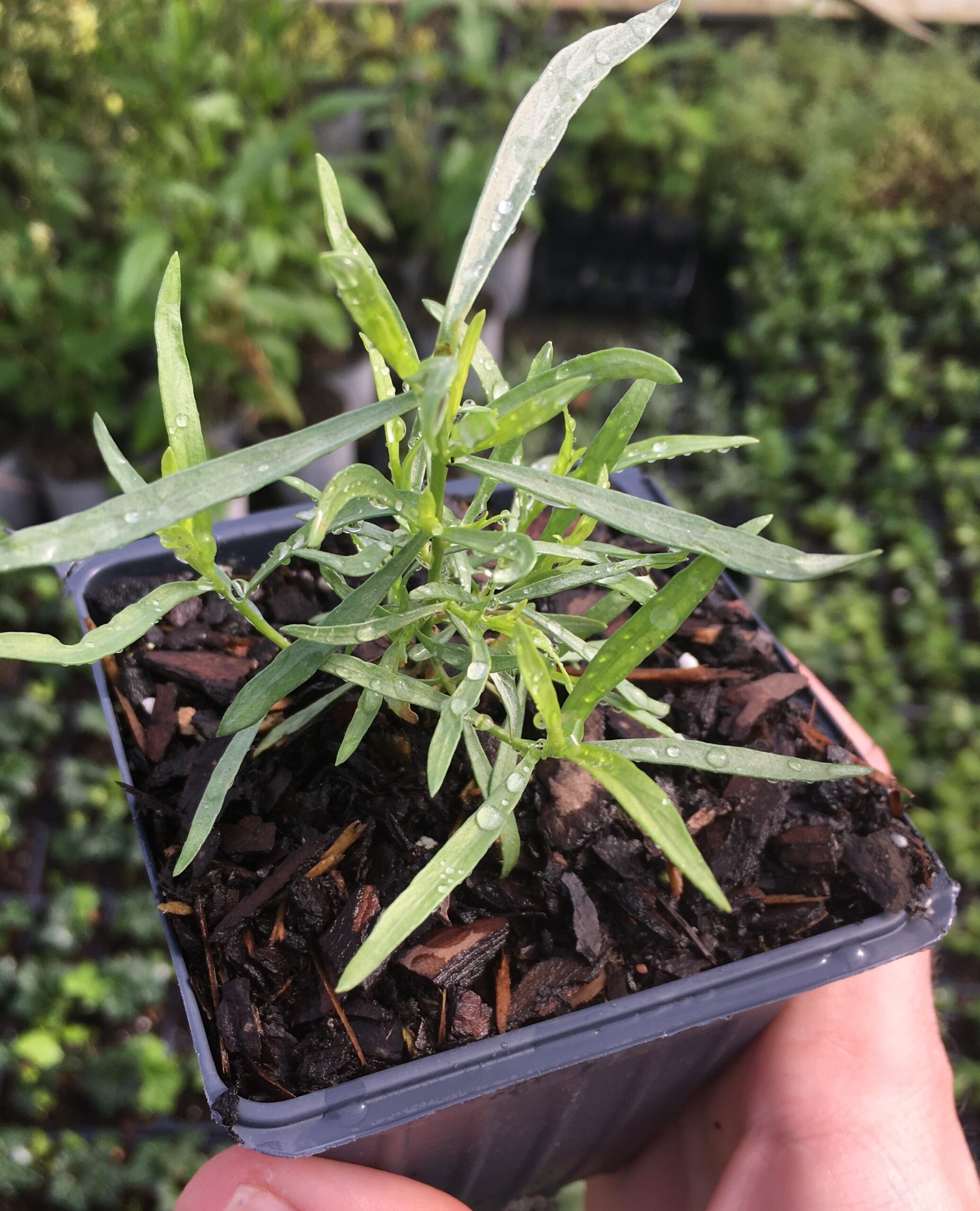 Tarragon herb, French tarragon live plants, 4 inch pot, Daylily nursery, 2080x2560 HD Phone