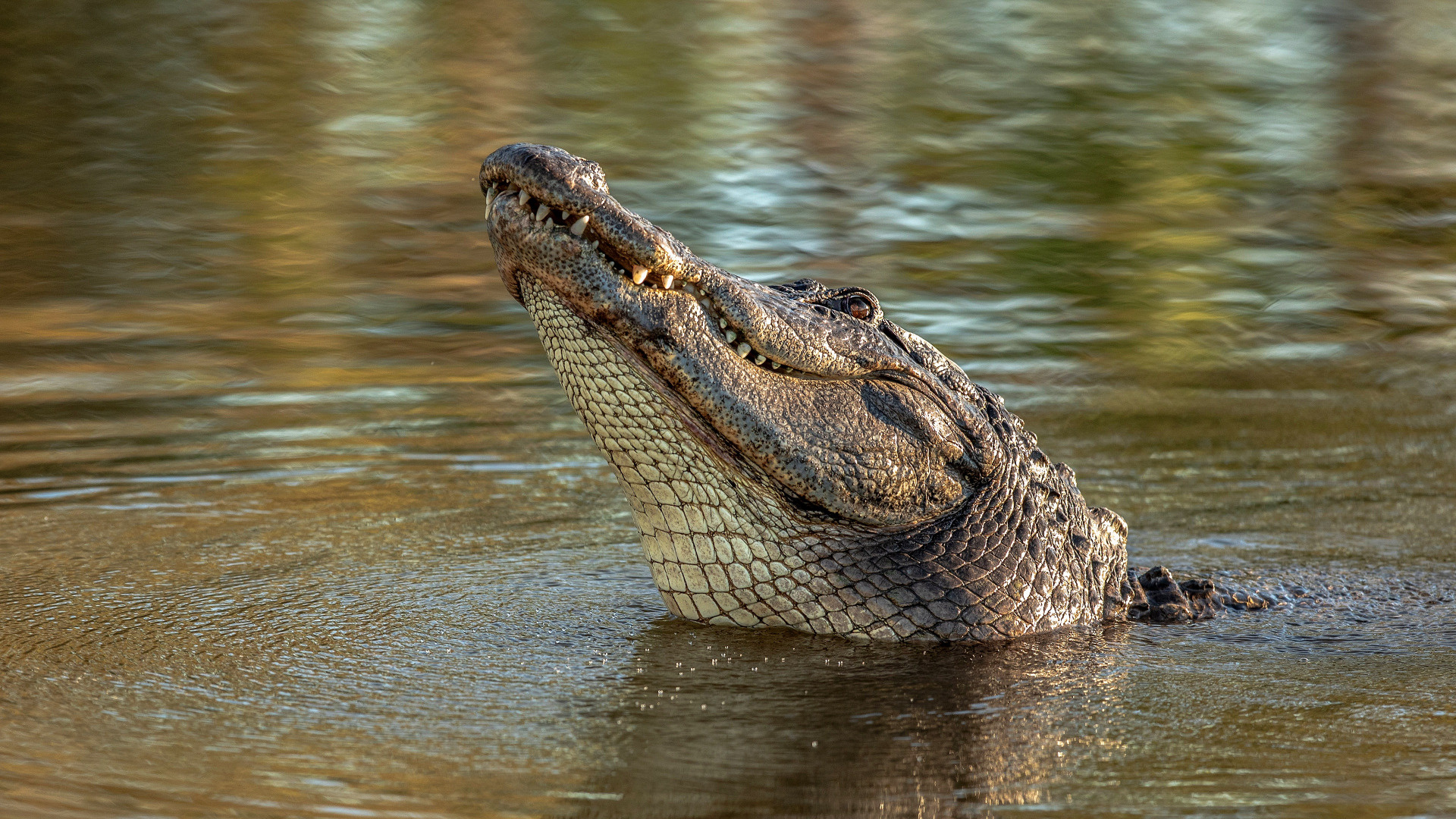 Crocodile: Carnivorous animals, Efficient hunters, with excellent hearing and eyesight. 1920x1080 Full HD Wallpaper.