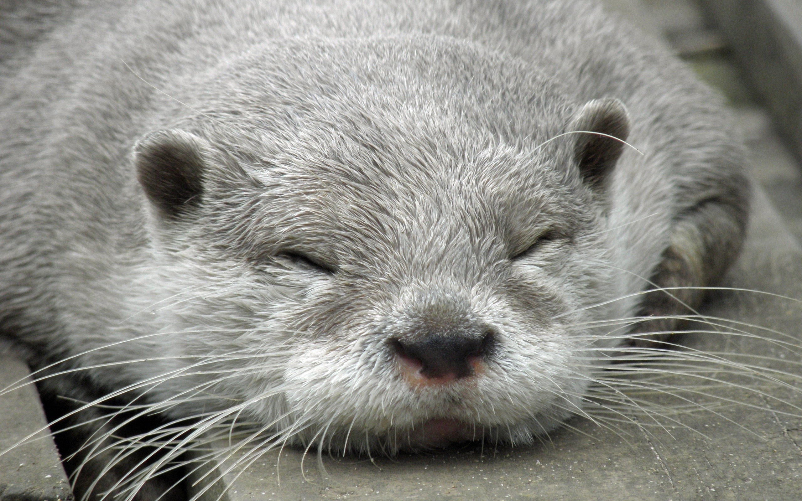 Sleeping otter serenity, Peaceful slumber, Dreaming in tranquility, Relaxing wallpaper choice, 2560x1600 HD Desktop
