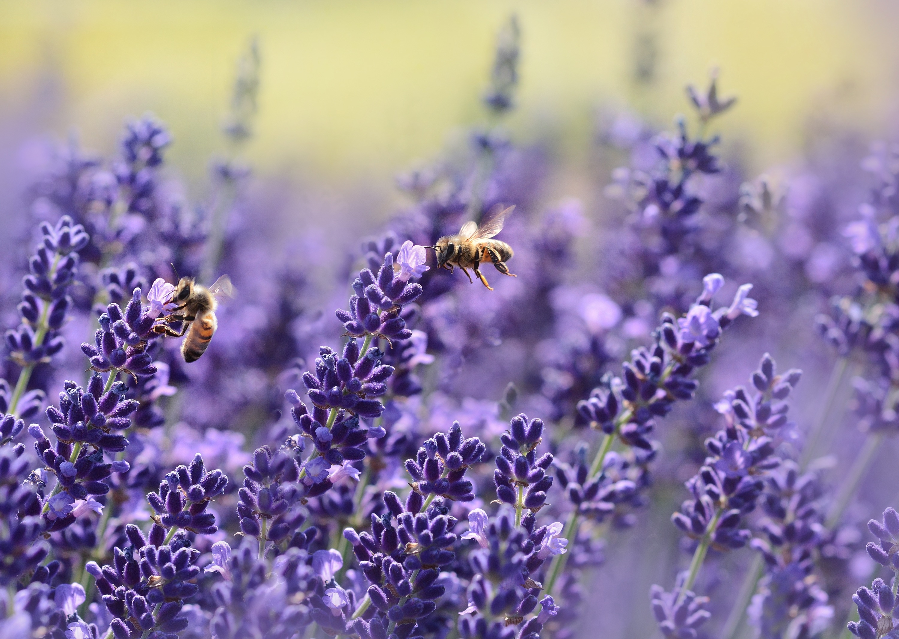 40,000 best lavender wallpapers, Free download, Pexels stock photos, Nature's bounty, 3000x2140 HD Desktop