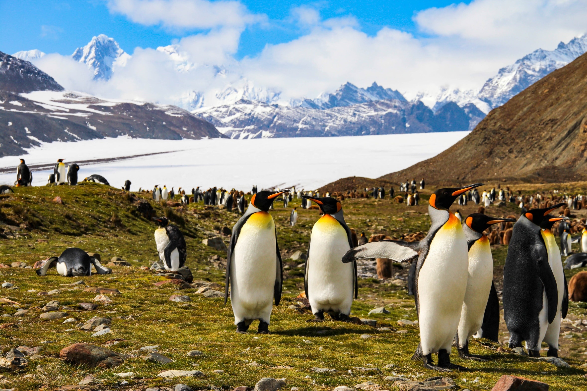South Sandwich Islands, Remote destination, Antarctic wildlife, Untouched beauty, 2360x1580 HD Desktop