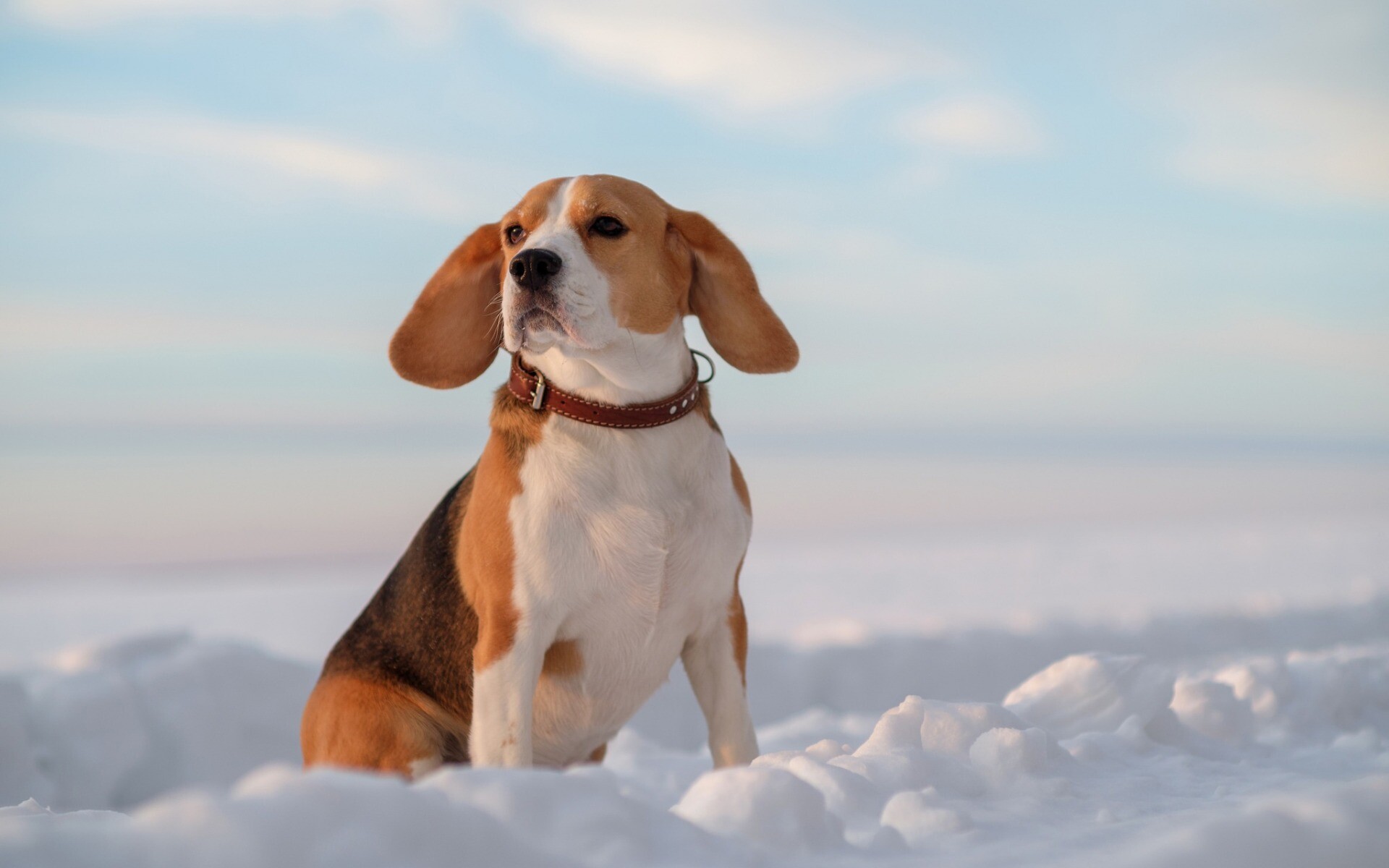 Beagle: The breed was developed primarily for hunting hare. 1920x1200 HD Background.