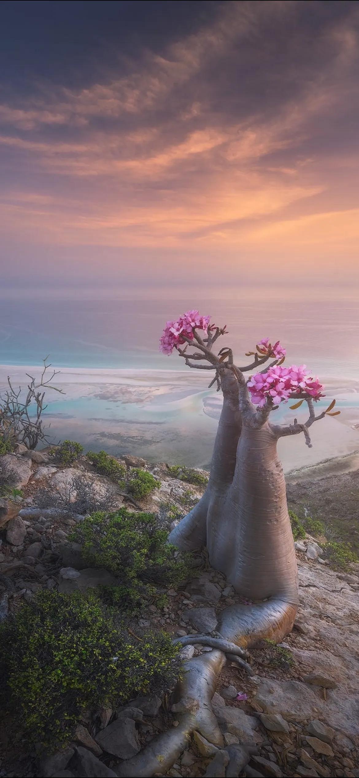Dragon Blood Tree, Socotra Island, Yemen, Unique flora, 1170x2540 HD Handy