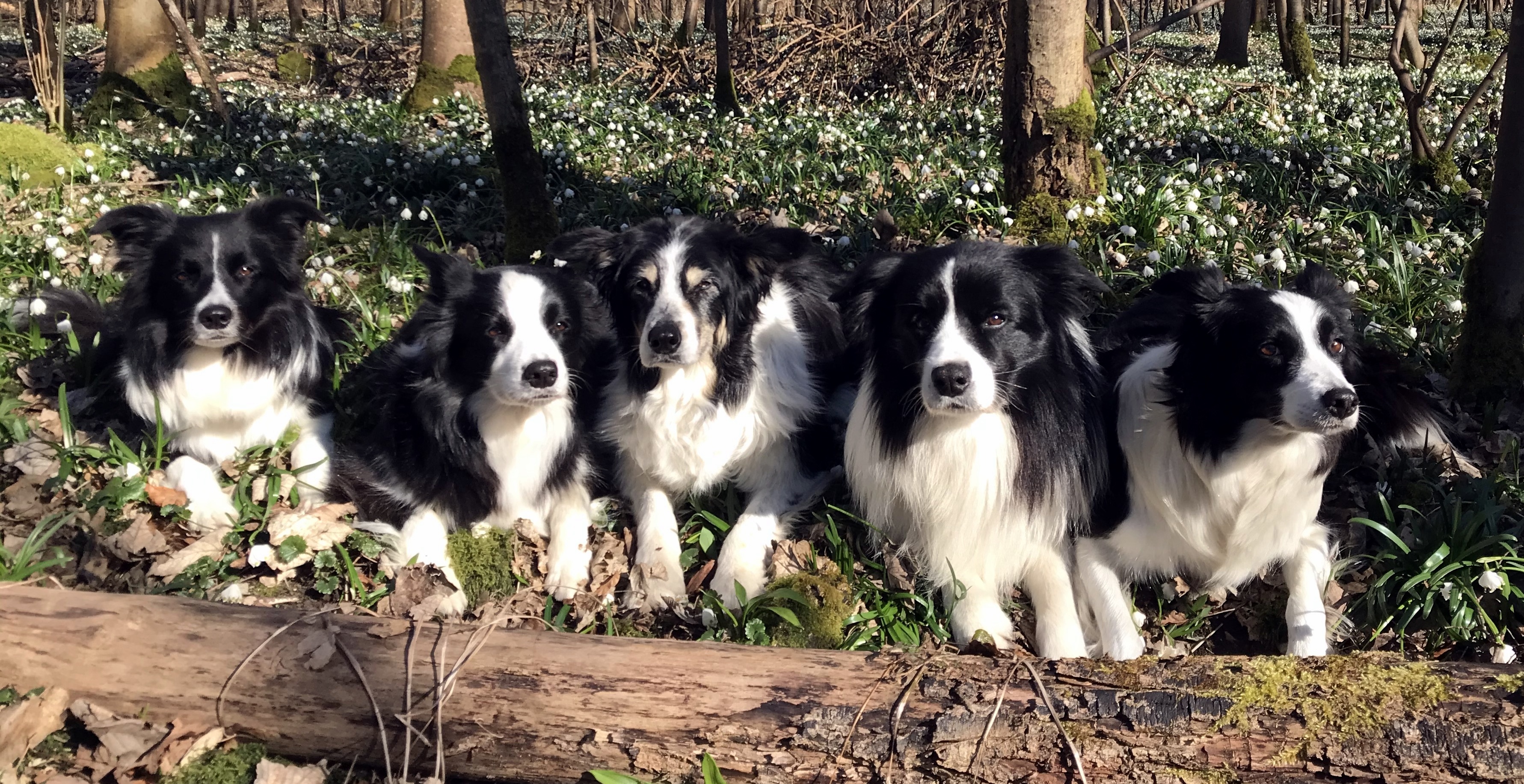 Gramer Village Collies, Charming canine companions, Border Collie's charm, Hardworking herders, 3570x1840 HD Desktop