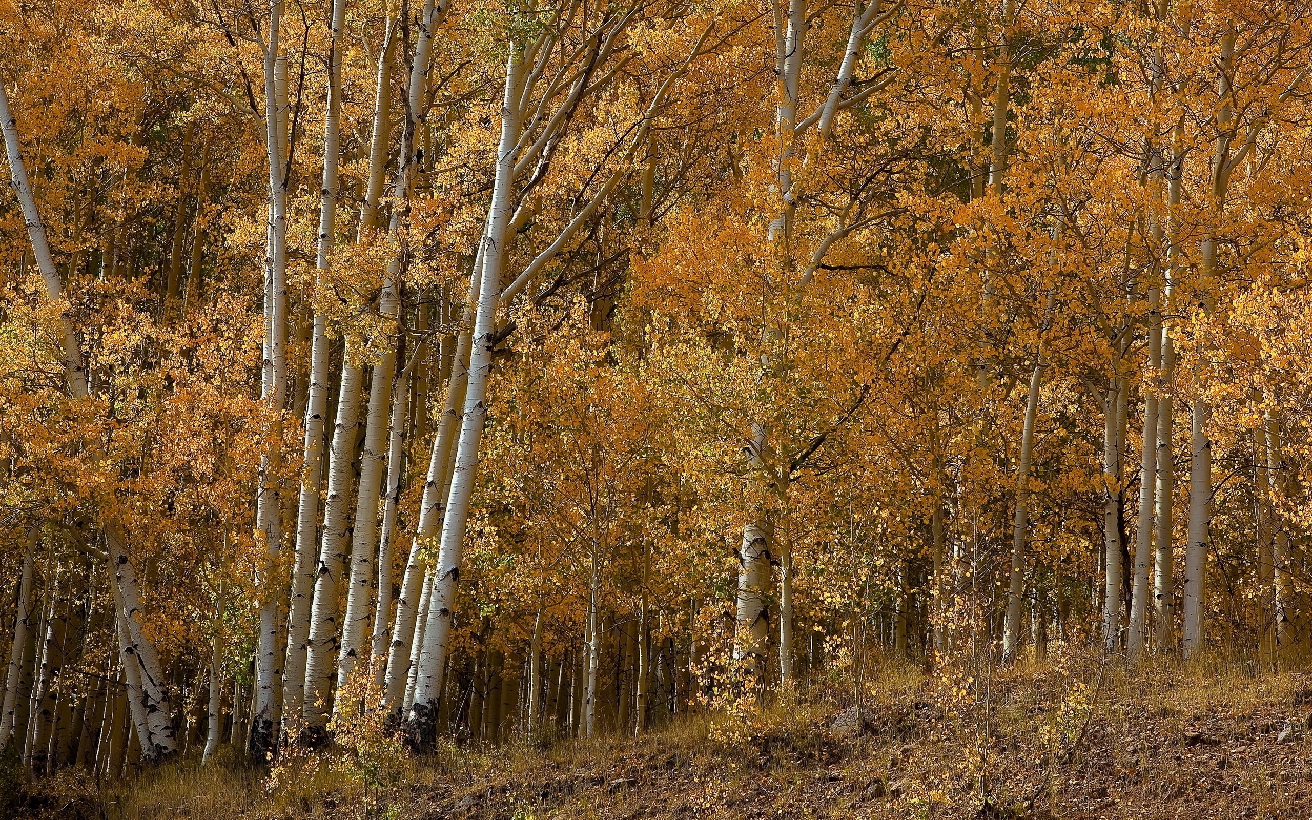 Aspen Tree, Natural beauty, Nature's wonderland, Tranquil scenes, 2560x1600 HD Desktop
