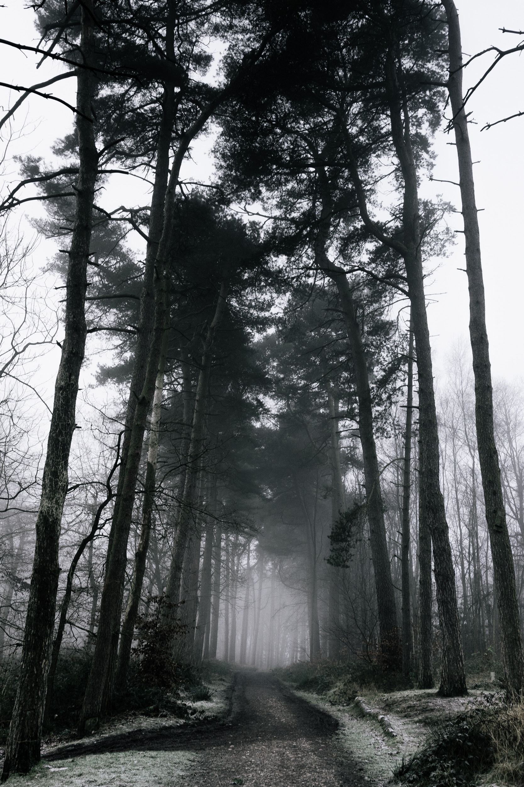 Haunted Forest, Winter wonderland, Gloomy atmosphere, Snowy forest, 1670x2500 HD Phone