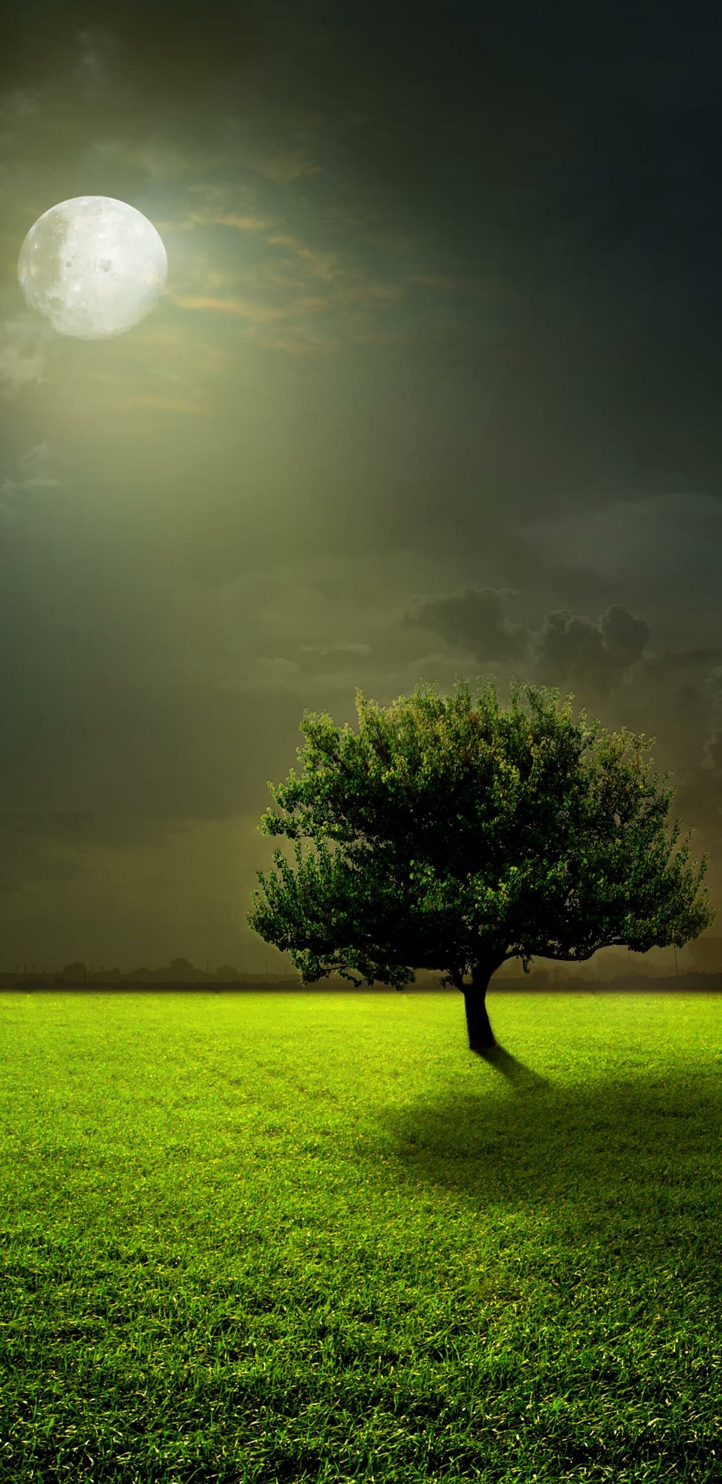HD trees, Mobile bliss, Nature's serenade, Wallpaper enchantment, 1440x2960 HD Phone