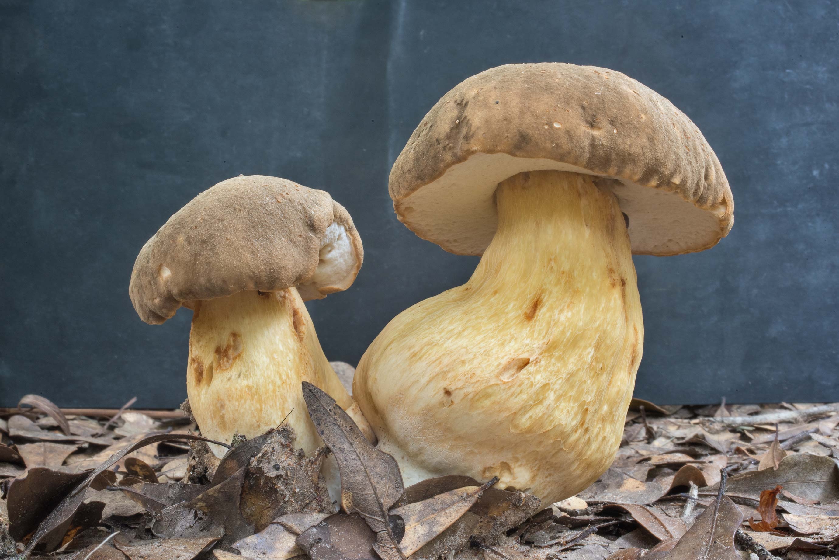 Porcini mushrooms, Boletus sect, Boletuspark College Station, Culinary gems, 2760x1850 HD Desktop