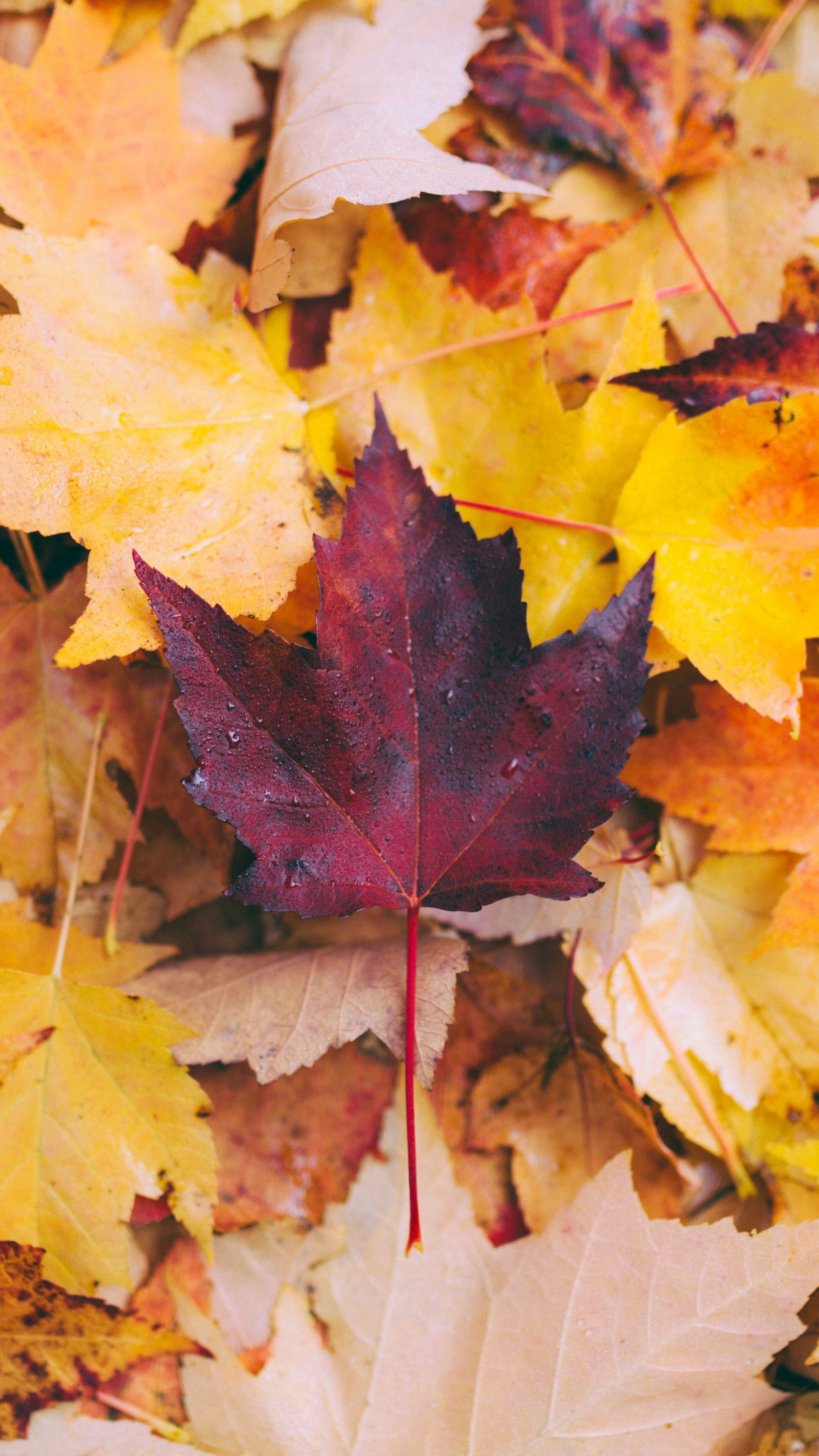 Leaf: Autumn, The primary organs responsible for transpiration and guttation in most plants. 2160x3840 4K Background.