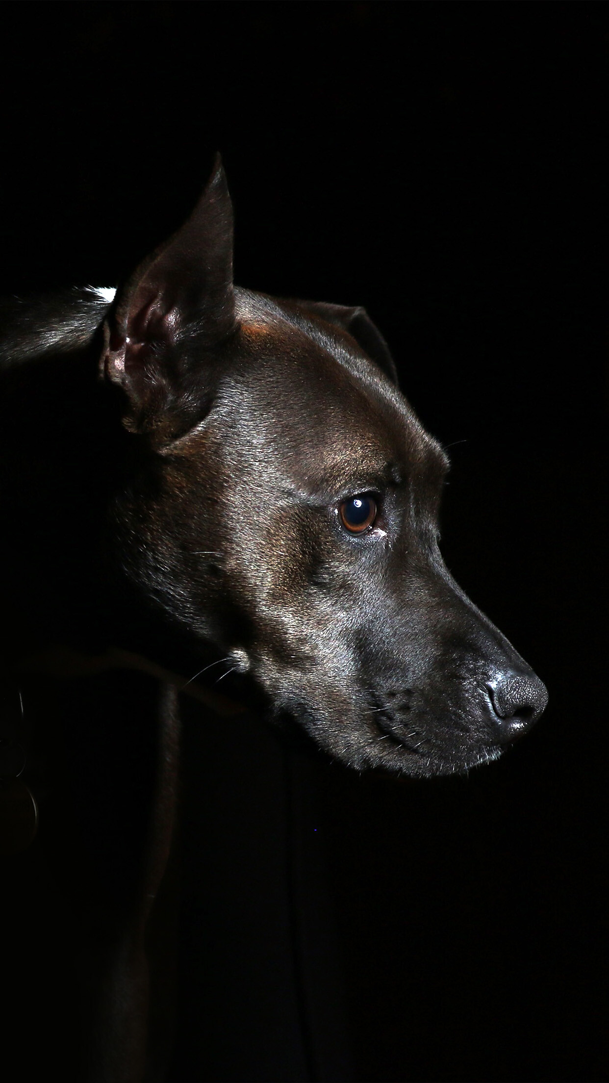 Dog: A domesticated canine mammal, Patterdale Terrier. 1250x2210 HD Wallpaper.