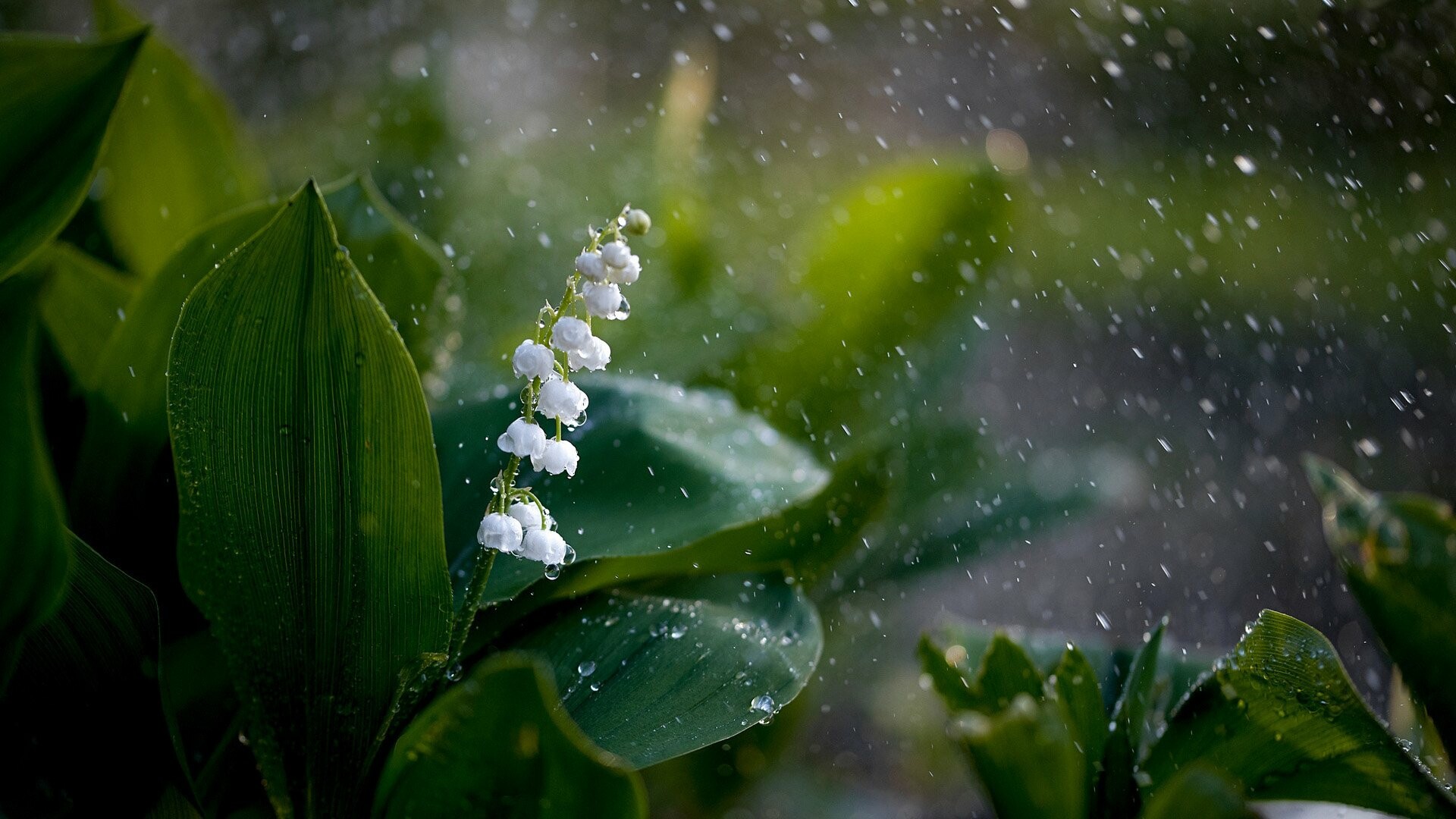 Lily of the Valley: A low-growing, spreading perennial plant, bearing arching stems of bell-shaped, white flowers with a wonderful perfume. 1920x1080 Full HD Background.