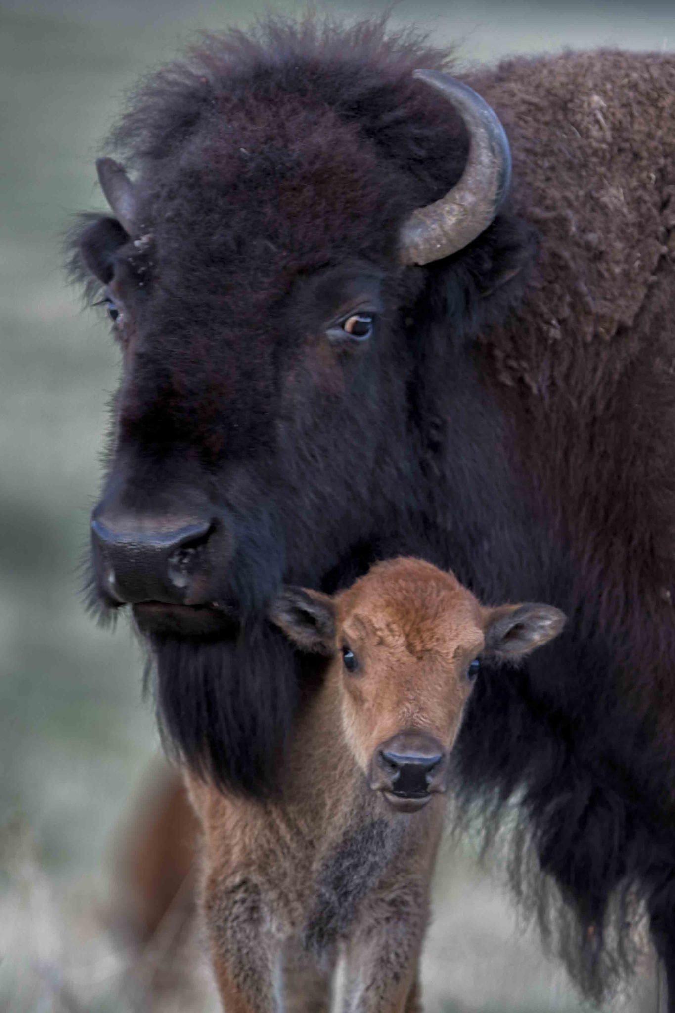 Wild buffalo in nature, Captivating wildlife photography, Untamed wilderness, Animal freedom, 1370x2050 HD Phone
