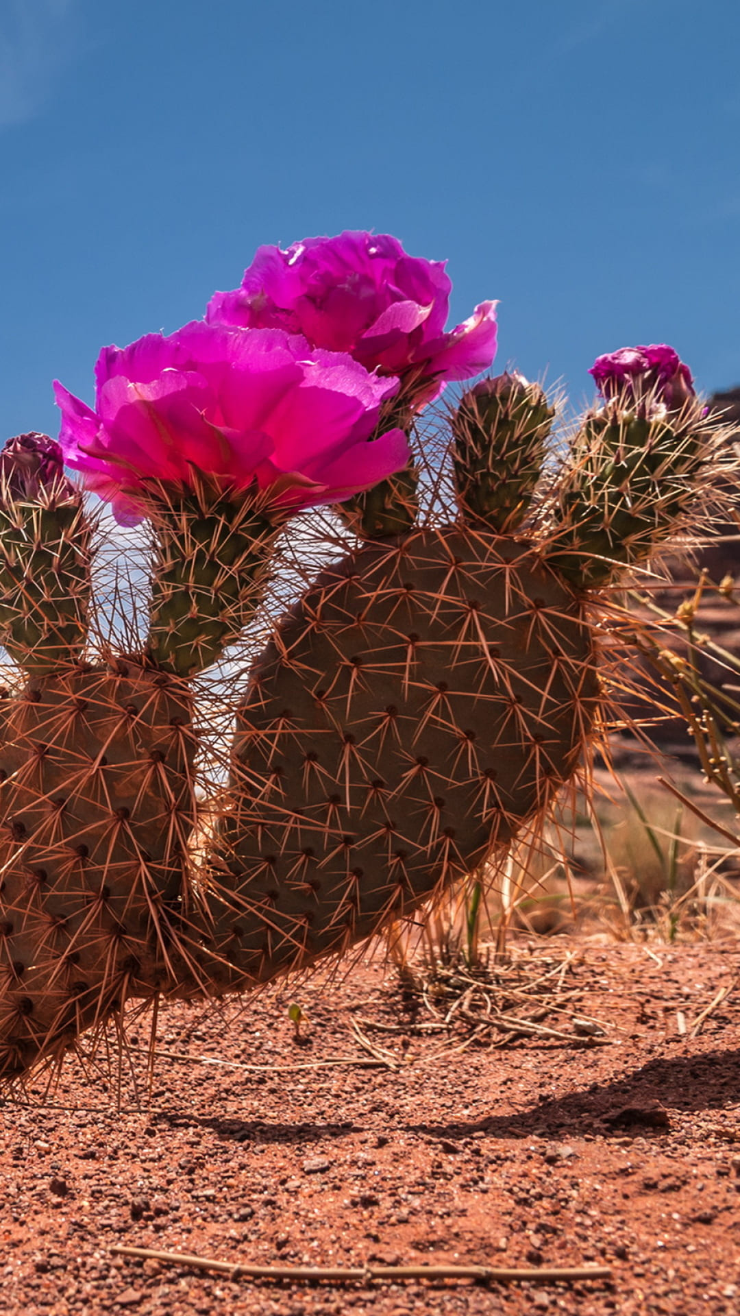 Cactus: Blossfeldia Liliputana is the smallest species in the world. 1080x1920 Full HD Wallpaper.
