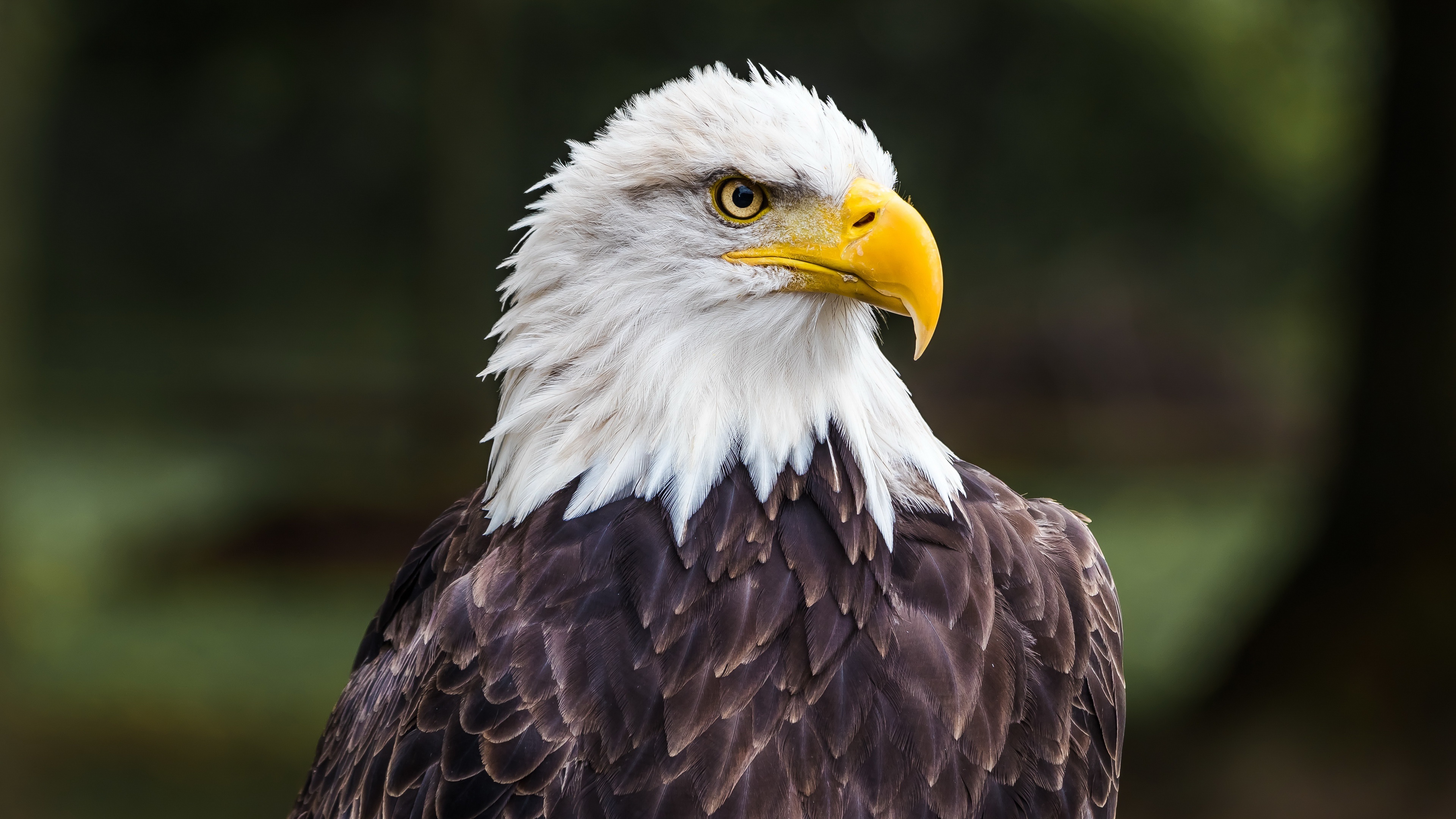 Bald eagle 4K wallpaper, Ultra HD, Nature's beauty, Wildlife, 3840x2160 4K Desktop