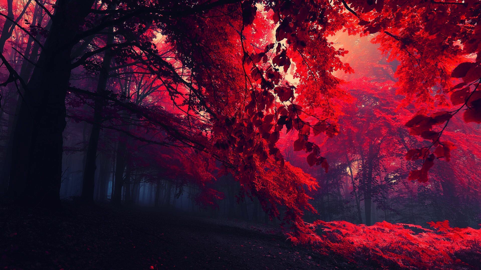 Baum (Natur), Roter Baum in 4K, beeindruckende Baumsilhouette, lebendige Herbstfarben, 1920x1080 Full HD Desktop